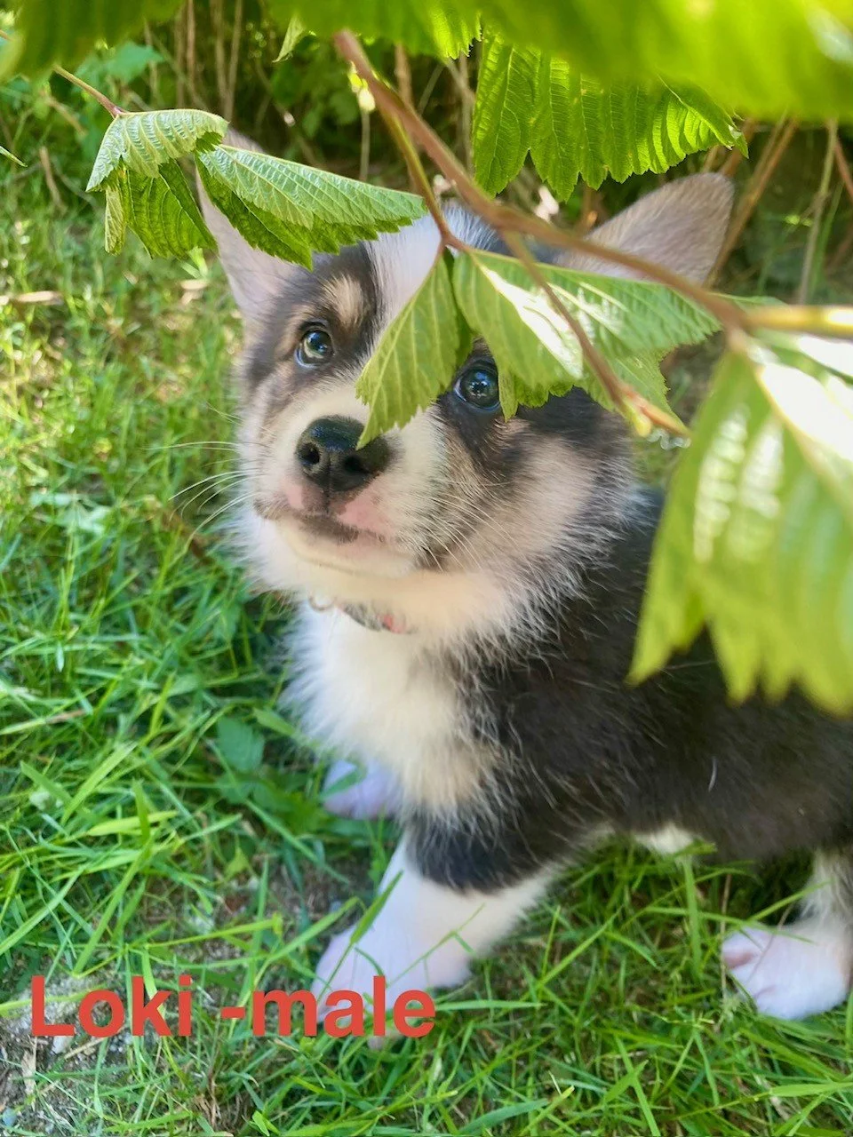 corgi pup 13.jpeg
