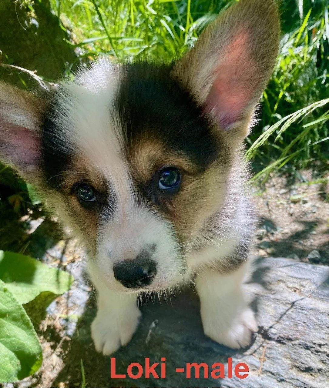 corgi pup 11.jpeg