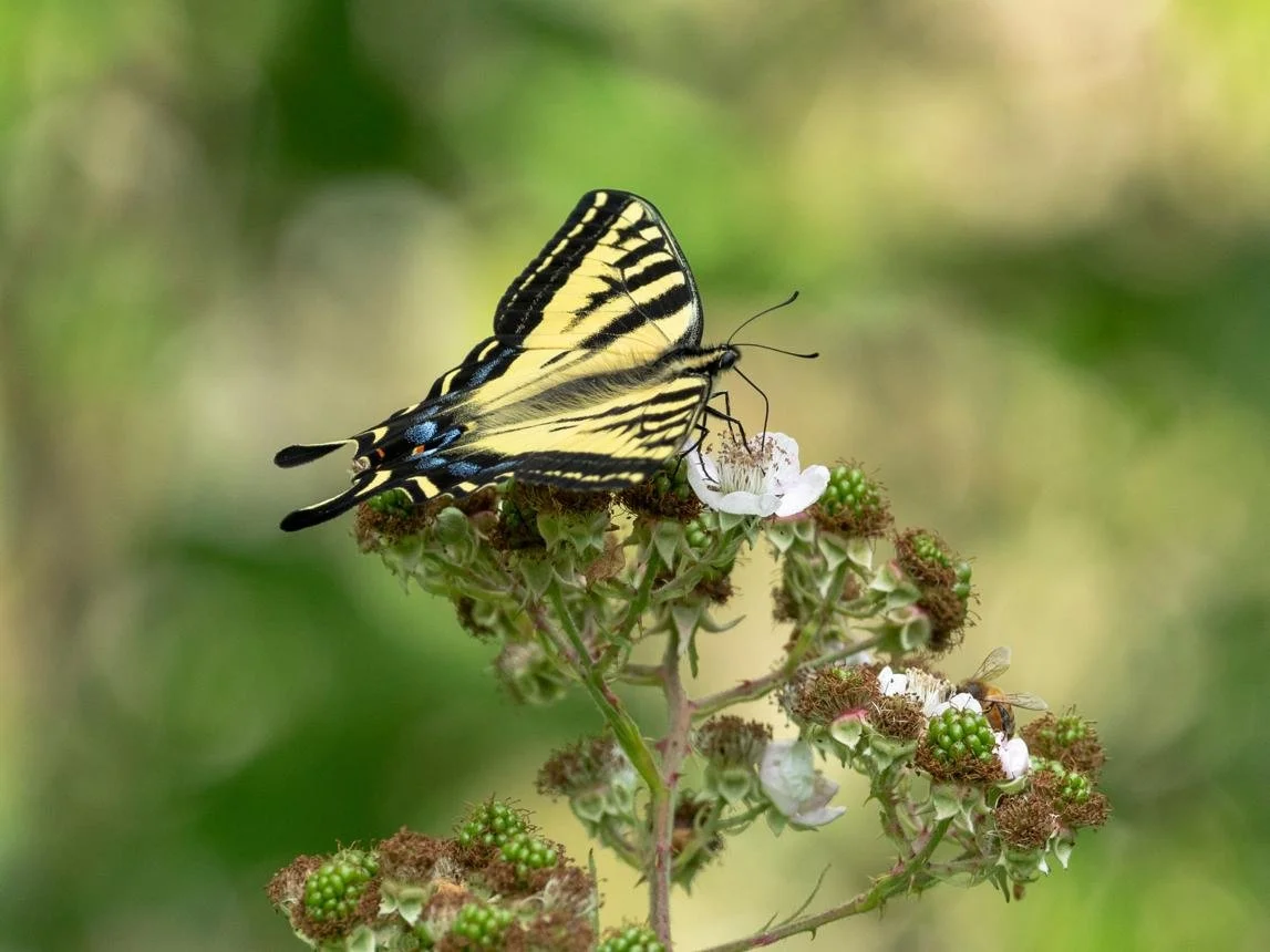 butterfly 2.jpeg