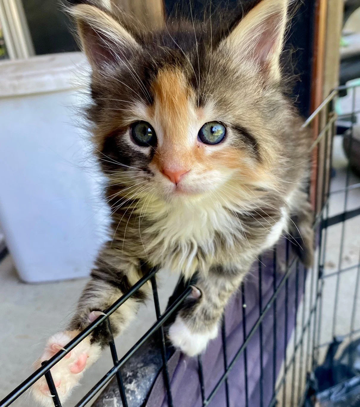 Ember at 4 weeks old 