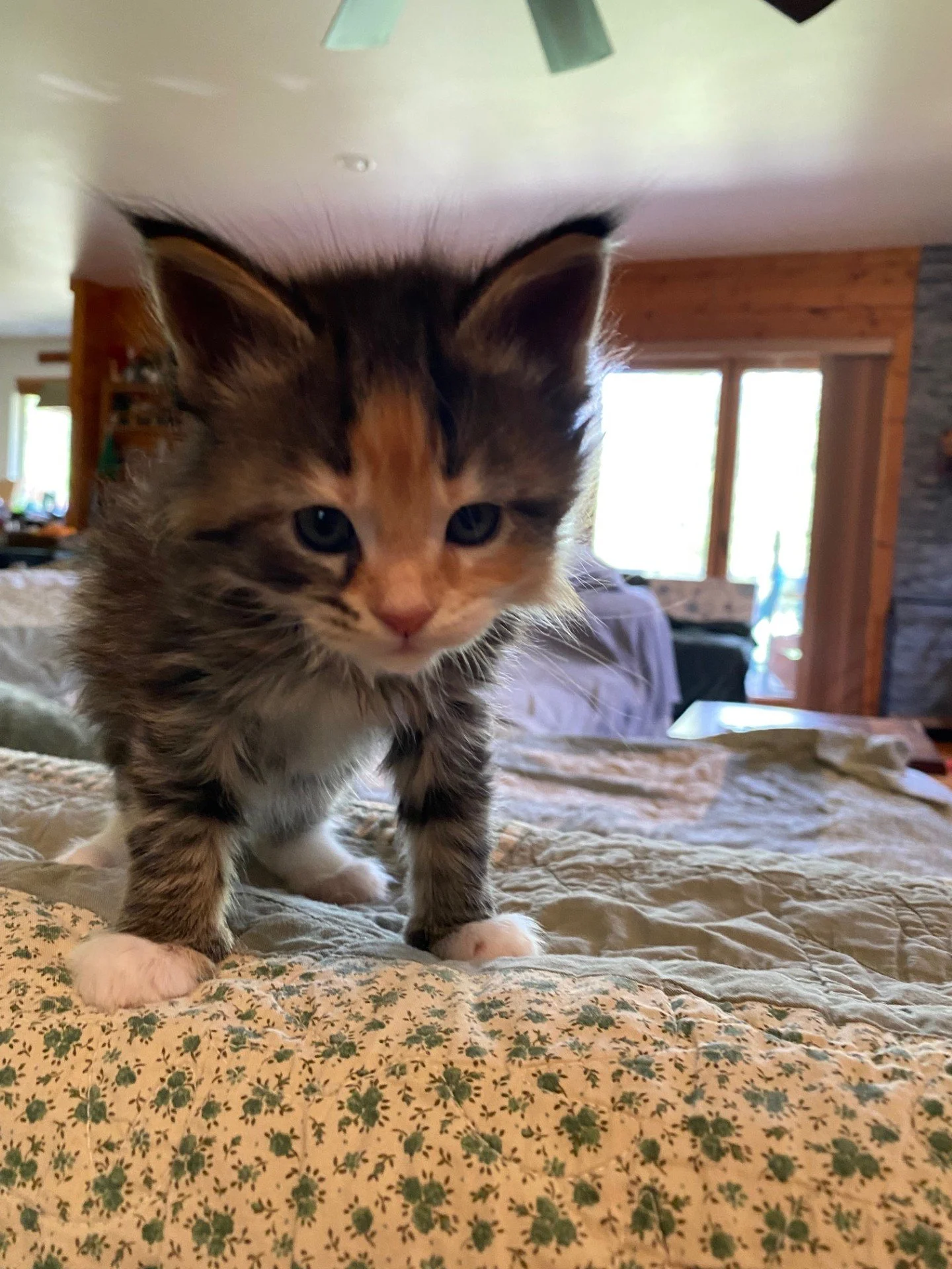 Fire Raven tabby 5.jpeg