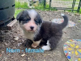 pup13.jpeg