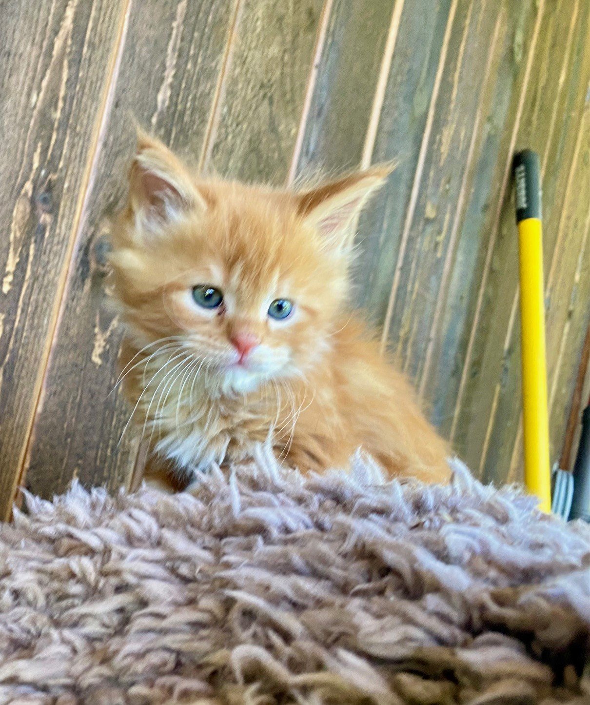 Simba