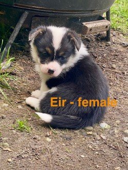 pup7.jpeg