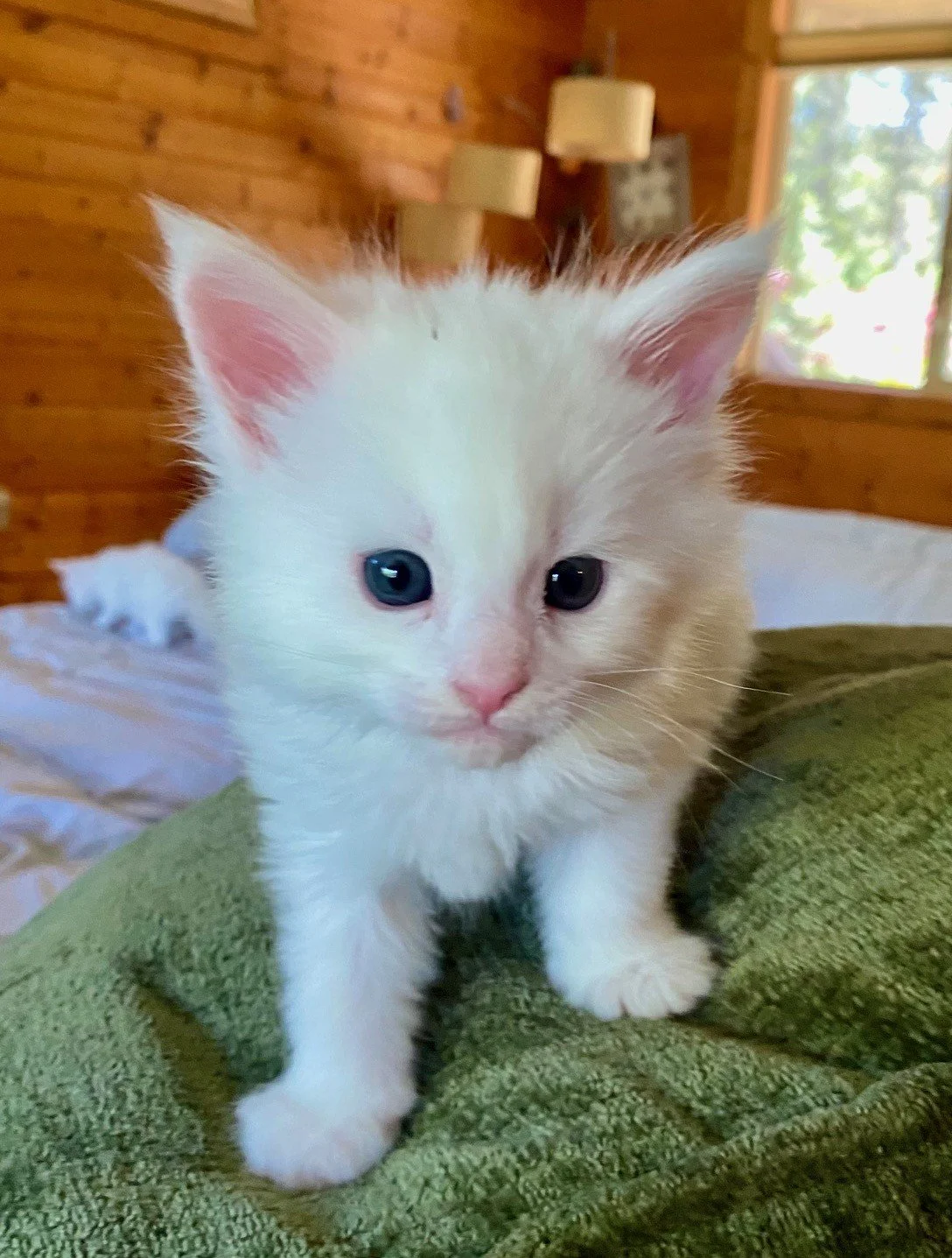 Ghost at 3 weeks old