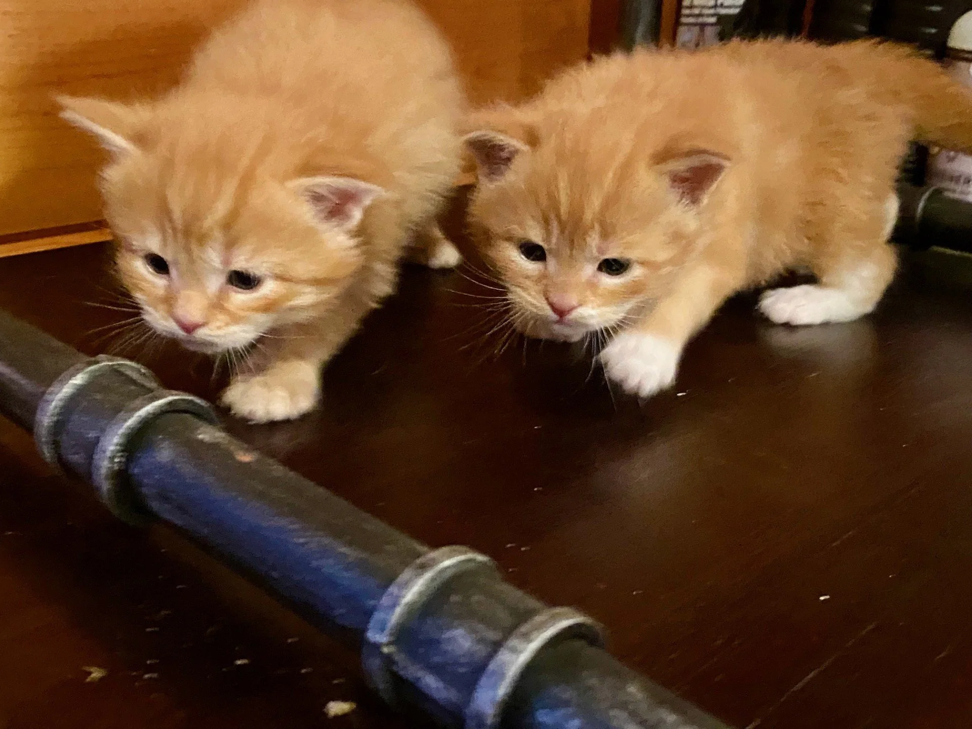 at 3 weeks old 