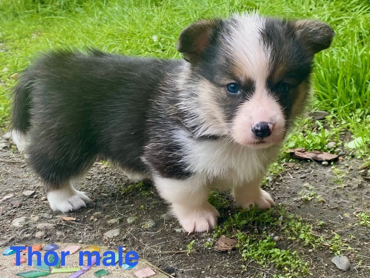 pup5.jpeg