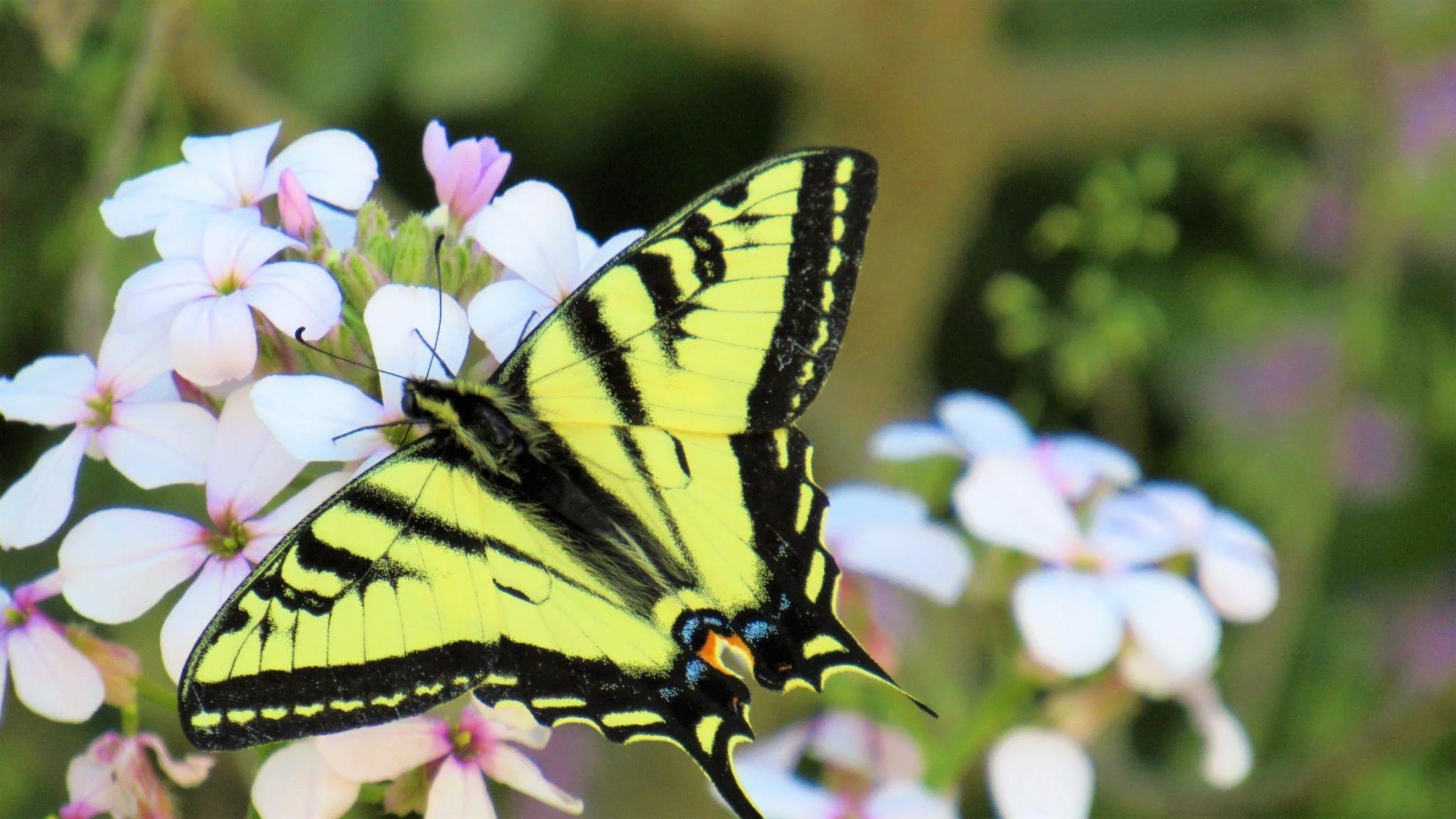 butterfly 3.jpeg