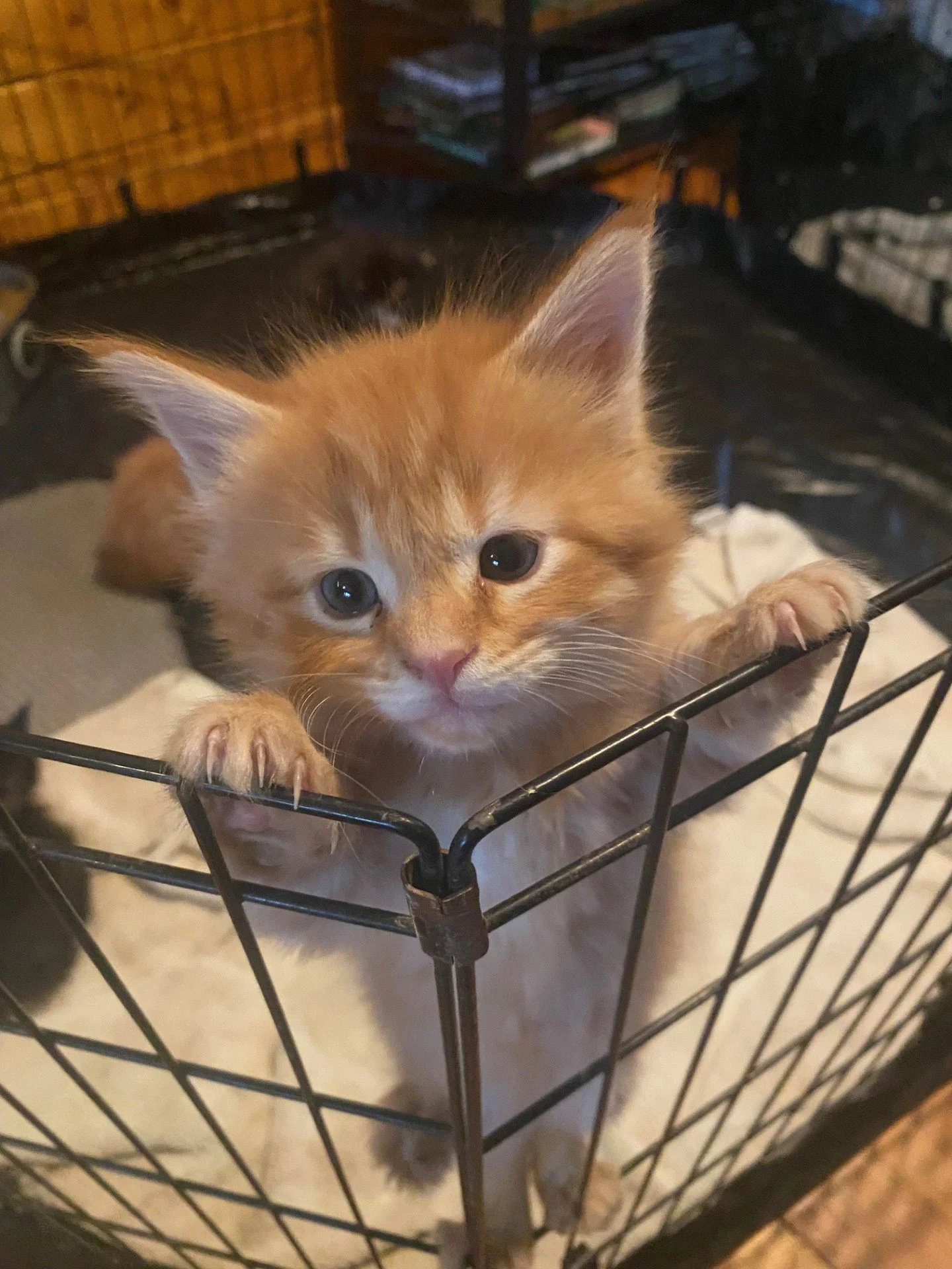Simba at 4 weeks old