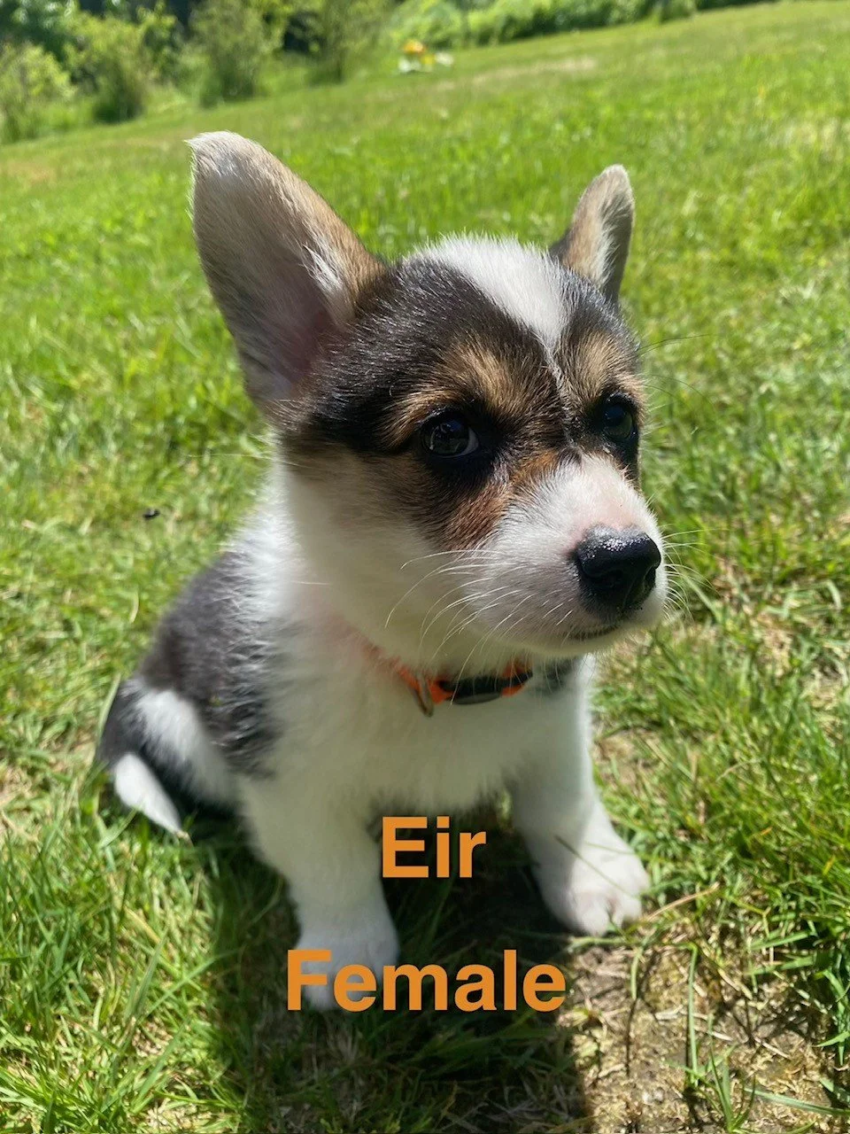 corgi pup 18.jpeg