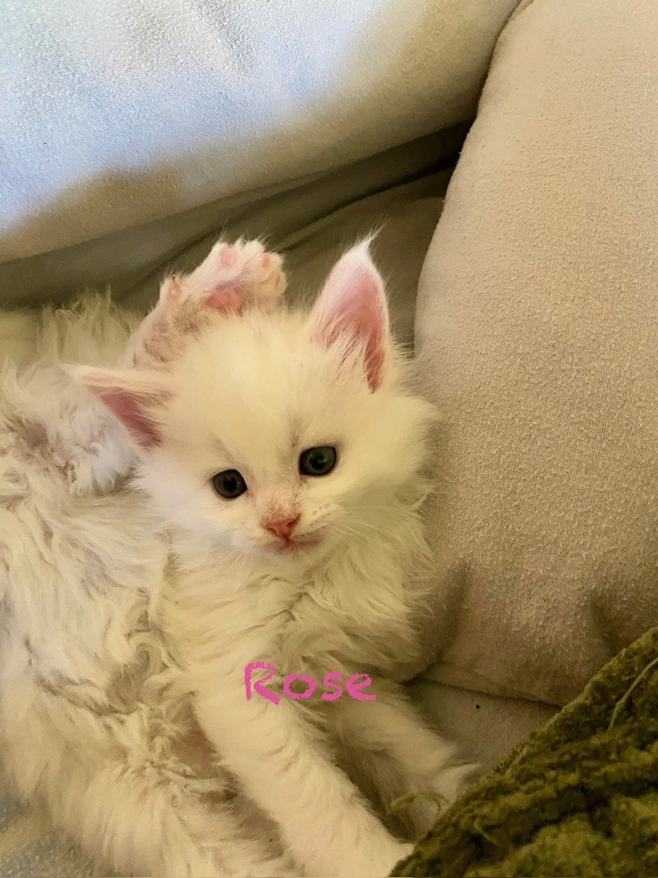 Rose at 3weeks old