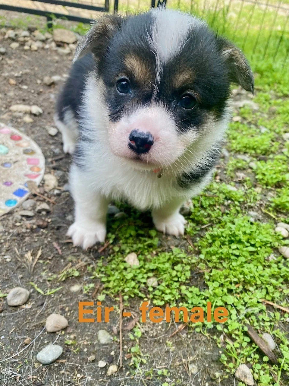 pup9.jpeg