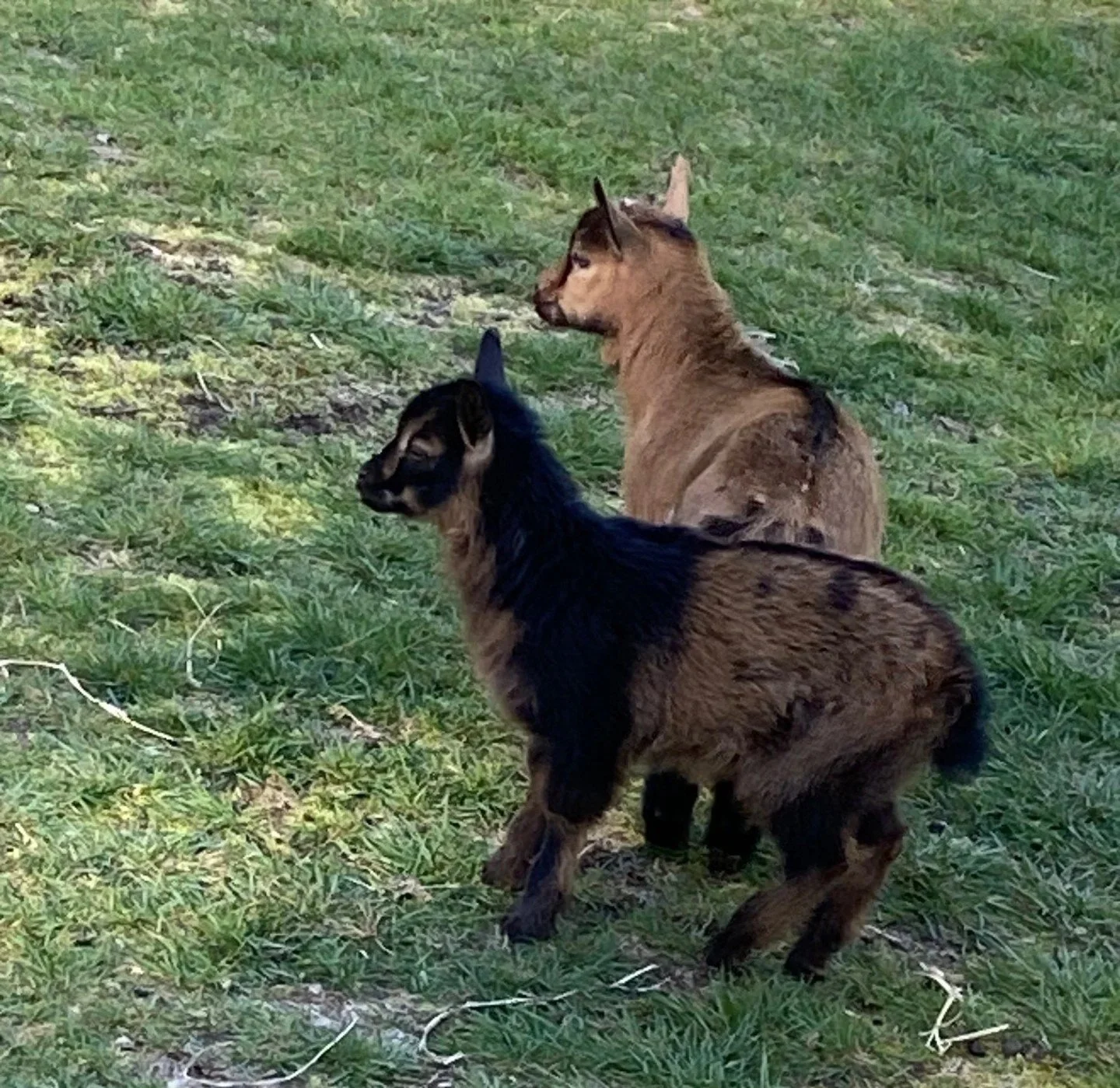 Nigerian Dwarf Goats