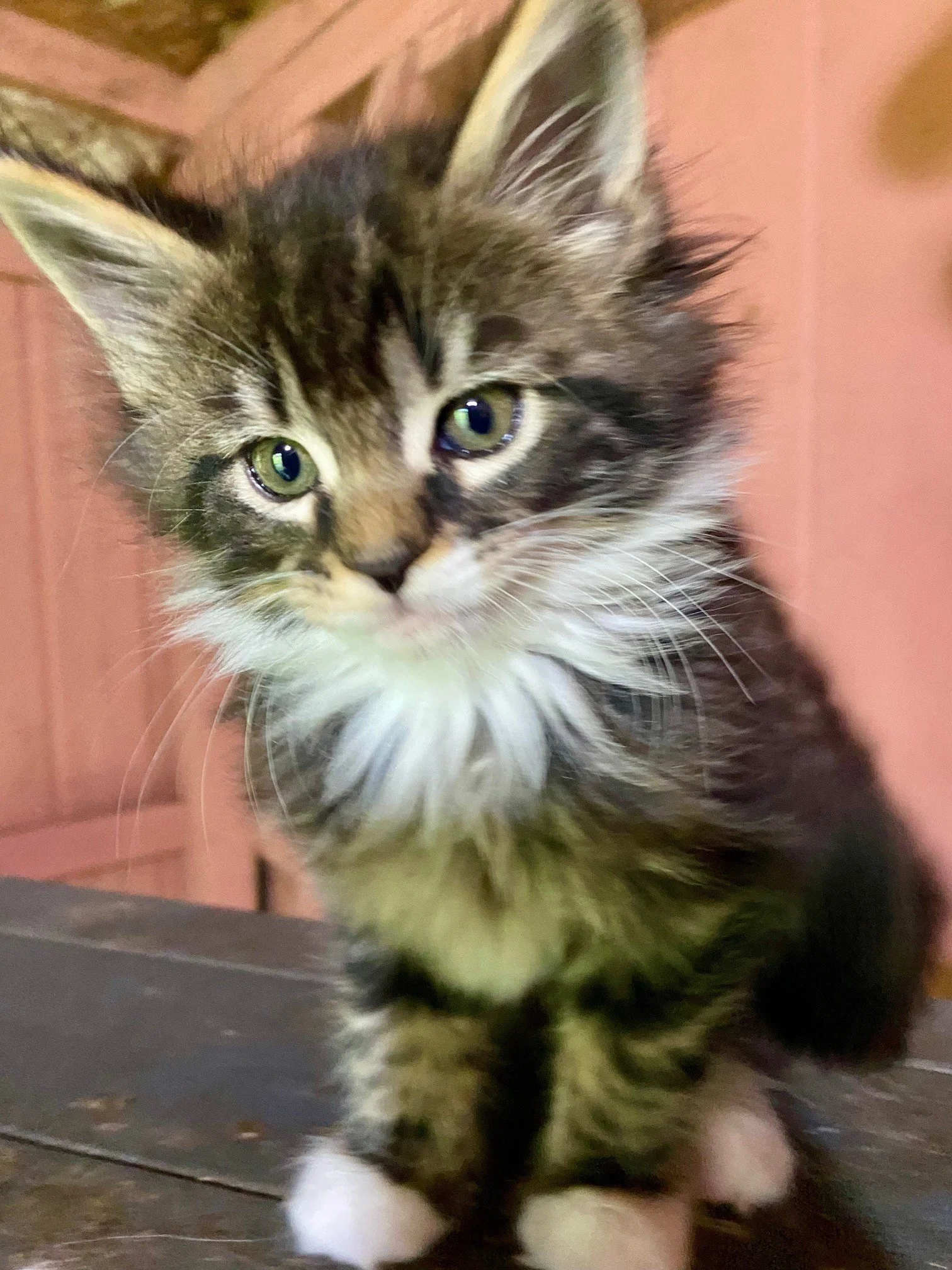 Luna - still available 