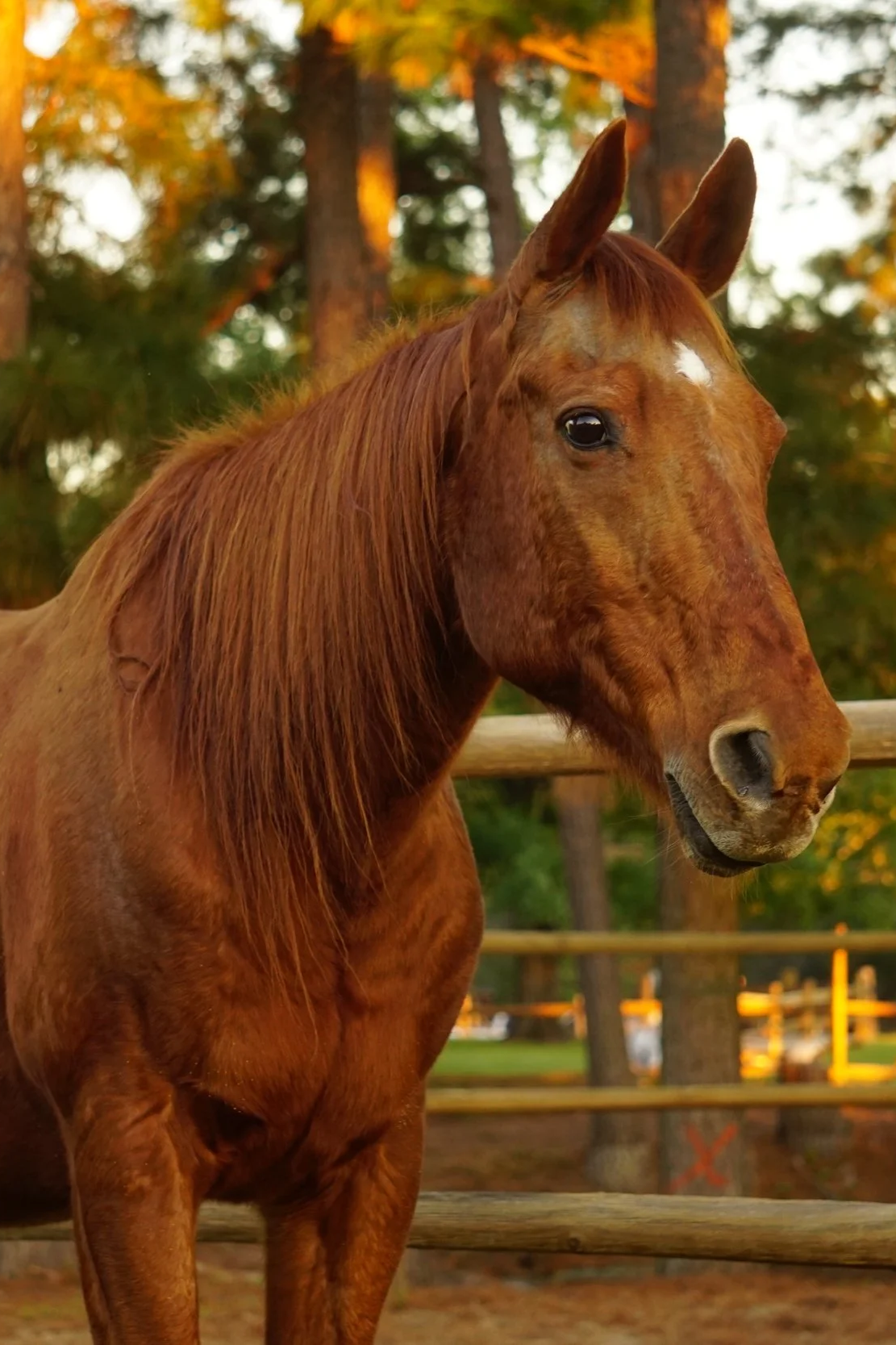 A chestnut horse with a white star on its forehead standing outdoors in front of a wooden fence, with trees in the background during sunset.