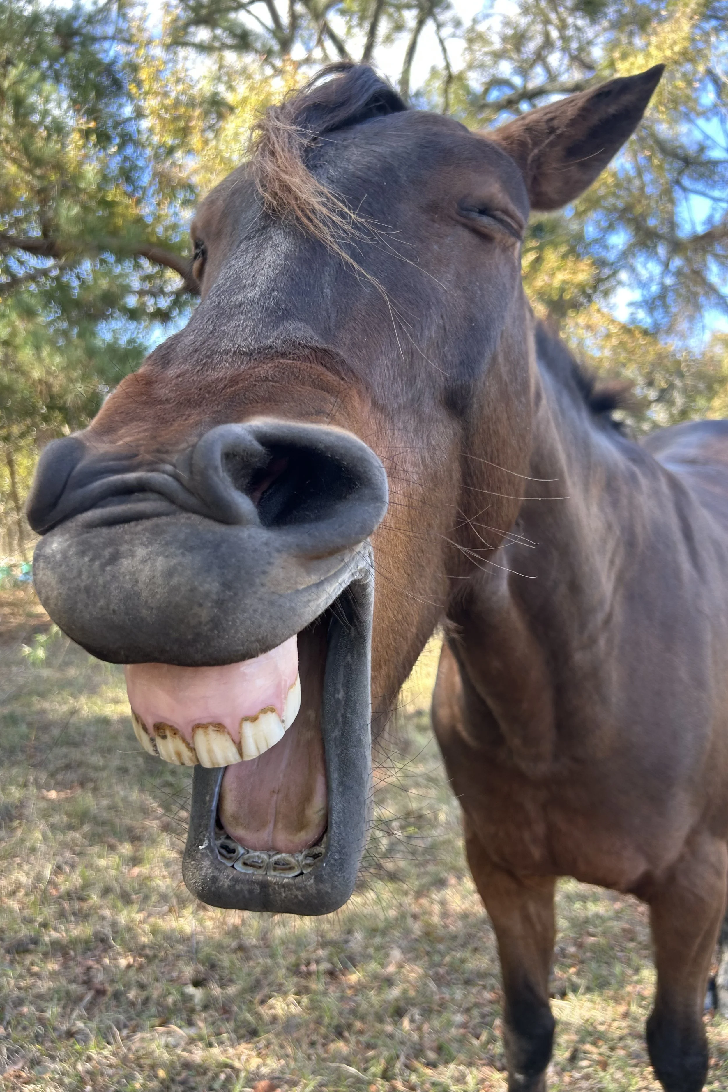 Close-up of a brown horse with its head tilted downward, showing its teeth and nostrils, with trees and a blue sky in the background.