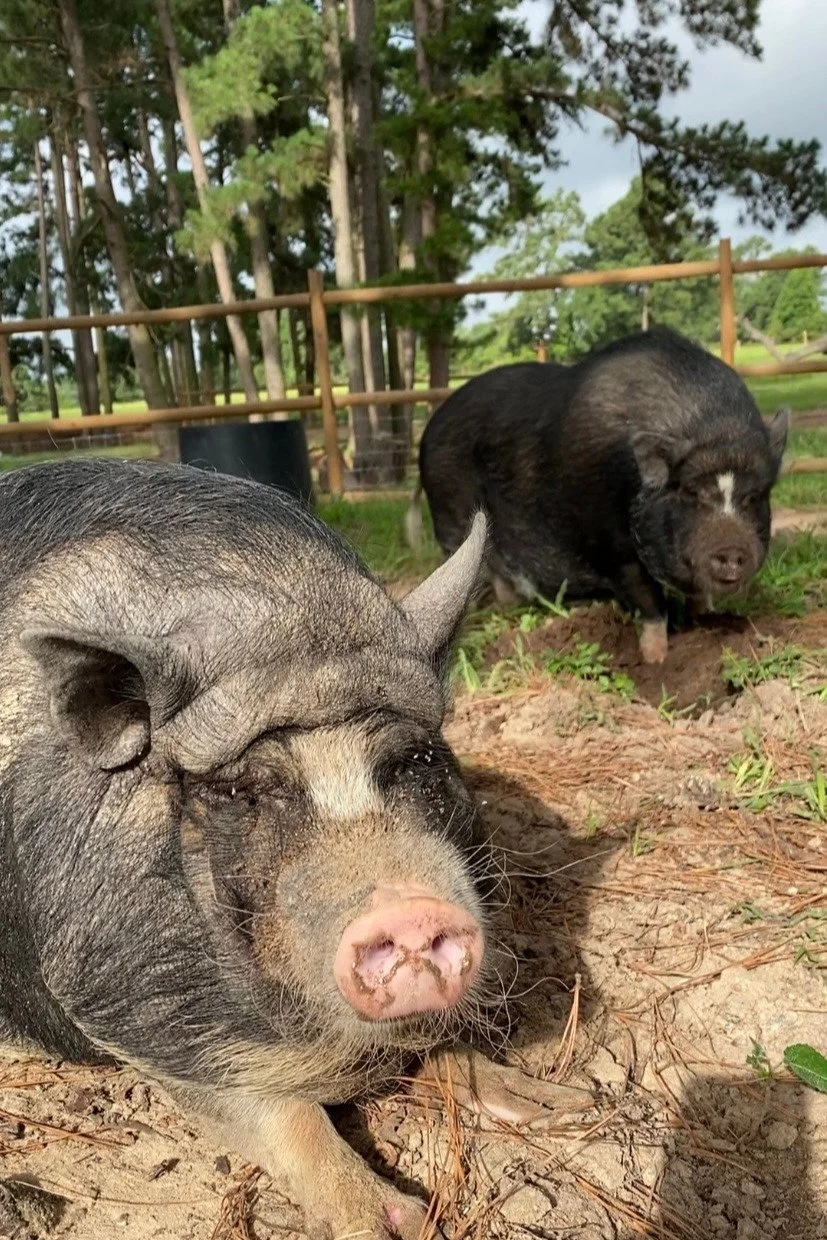 Two piglets, one black and one with black and white markings, lying on the ground outdoors with trees and fence in the background.