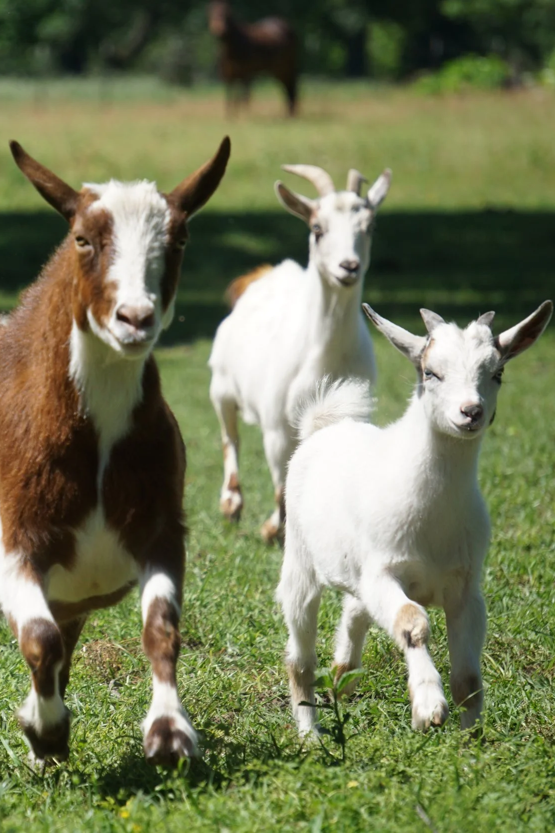 A group of three small goats standing on grass in a sunny outdoor area with trees in the background.