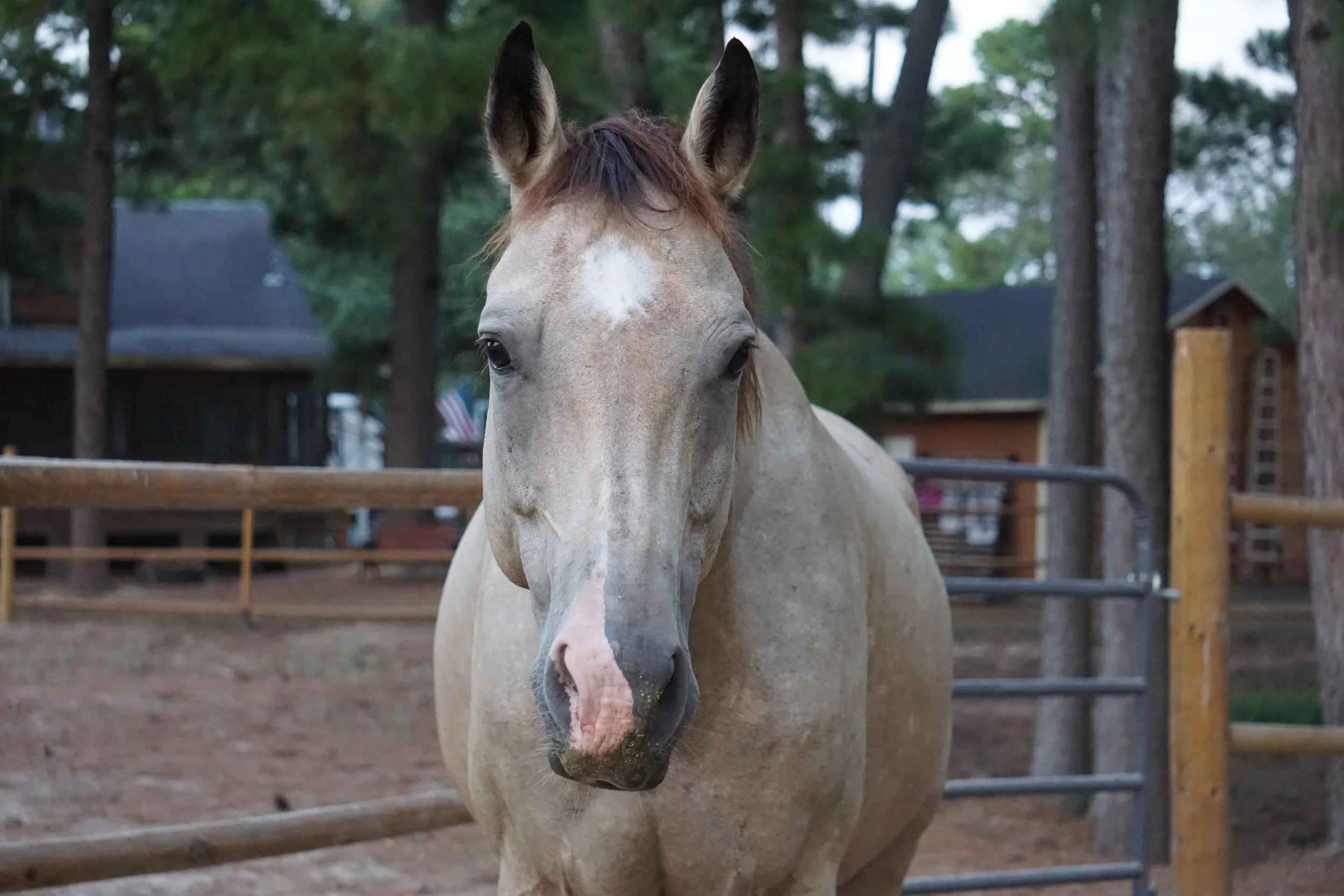 Close-up of a light-colored horse with a white blaze on its face, standing outdoors with tall trees and a wooden fence in the background.