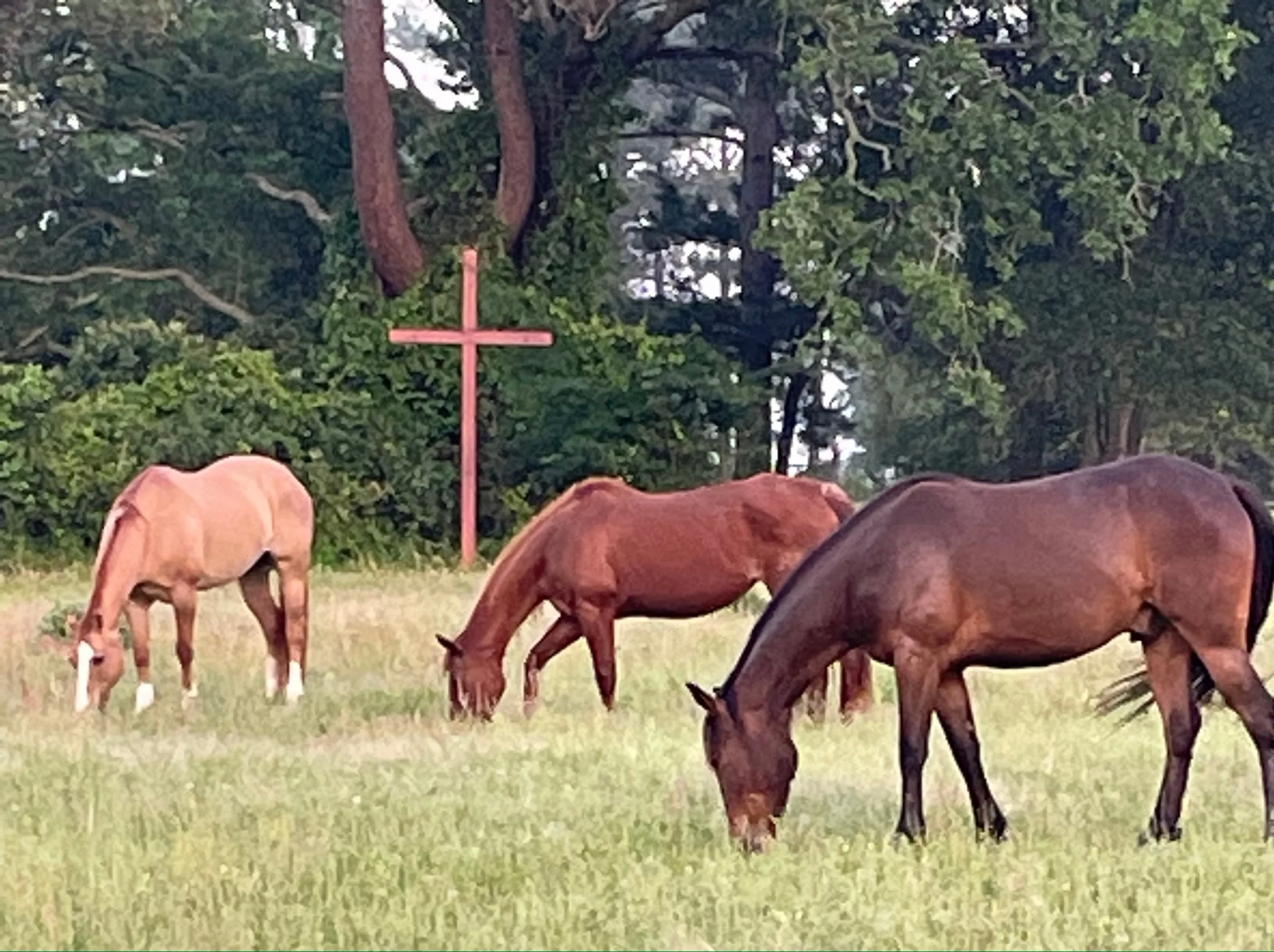 Several horses grazing on grass in a field with trees in the background, and a pink cross in the middle of the scene.