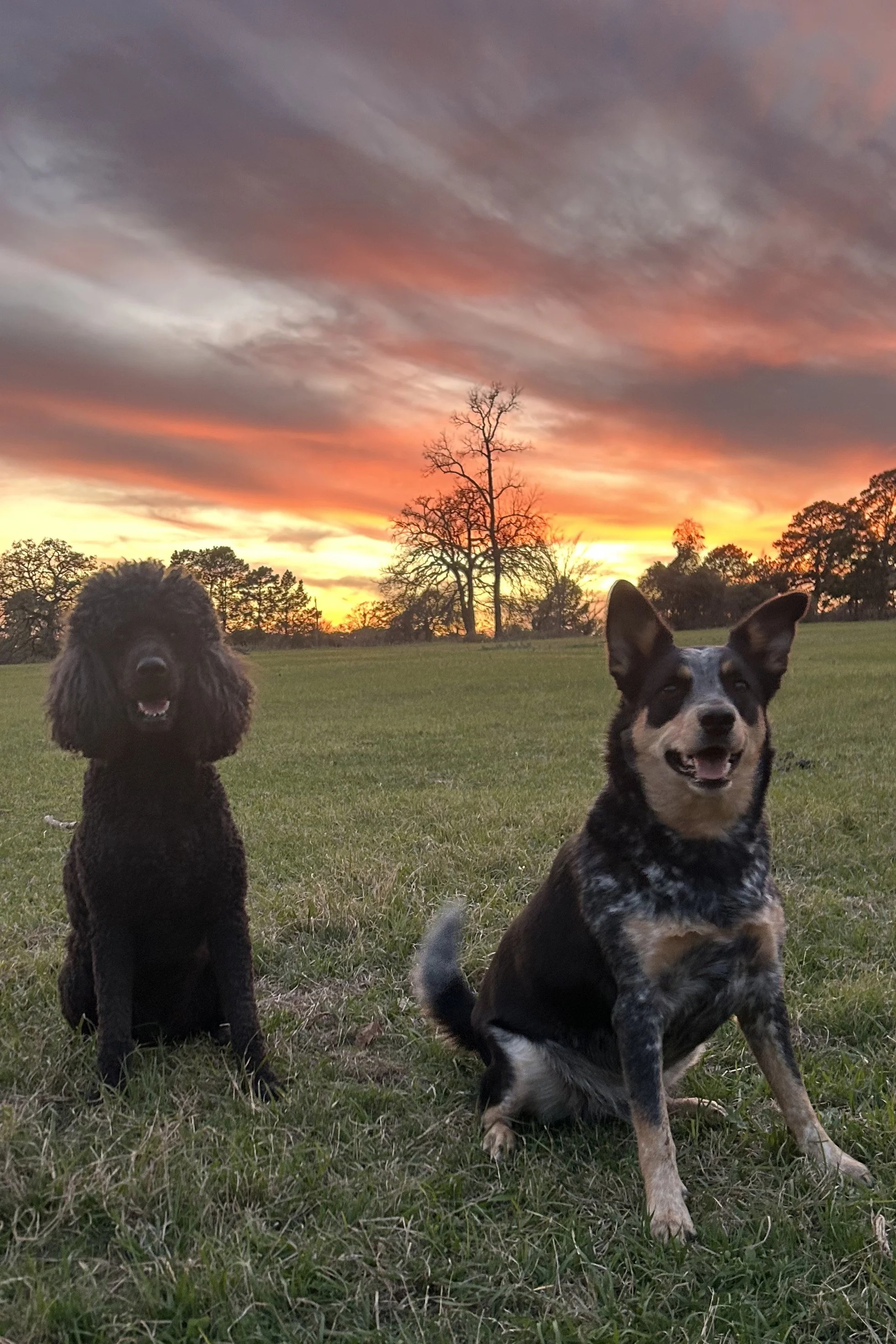 Two dogs sitting on grass in front of a sunset with a sky filled with dark and orange clouds, and trees in the background.