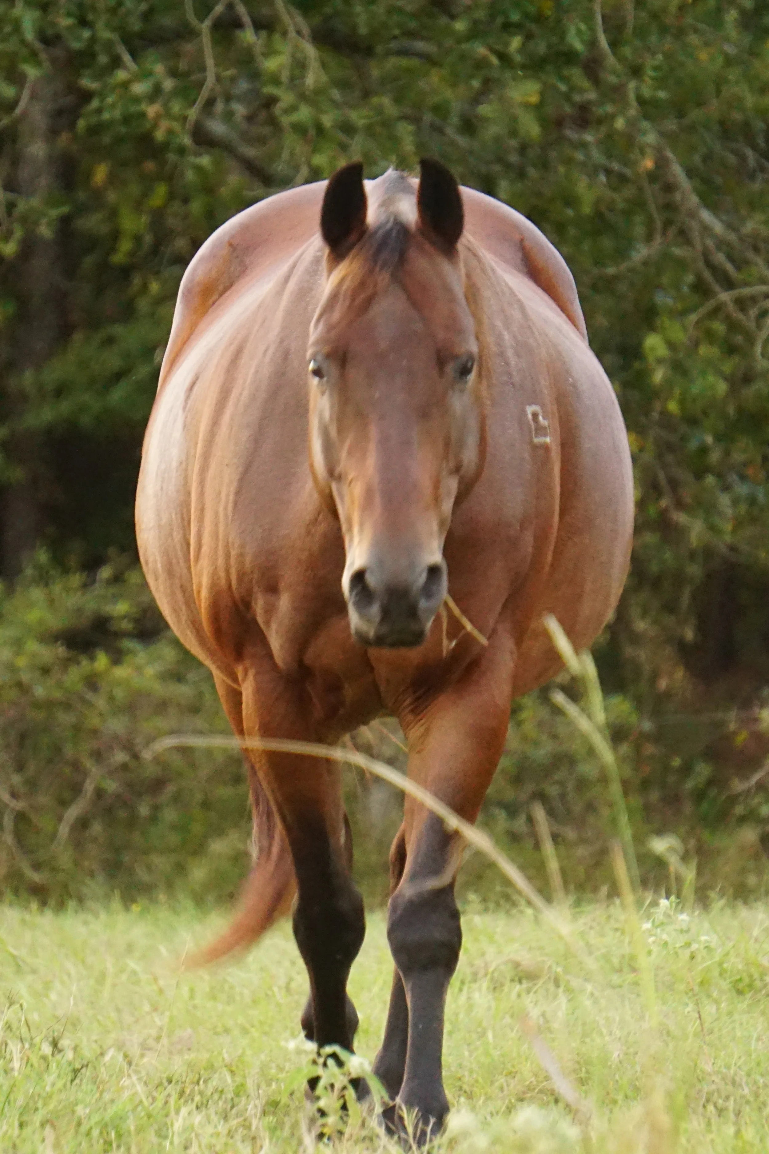 A brown horse with a darker mane walking towards the camera on a grassy field with trees in the background.