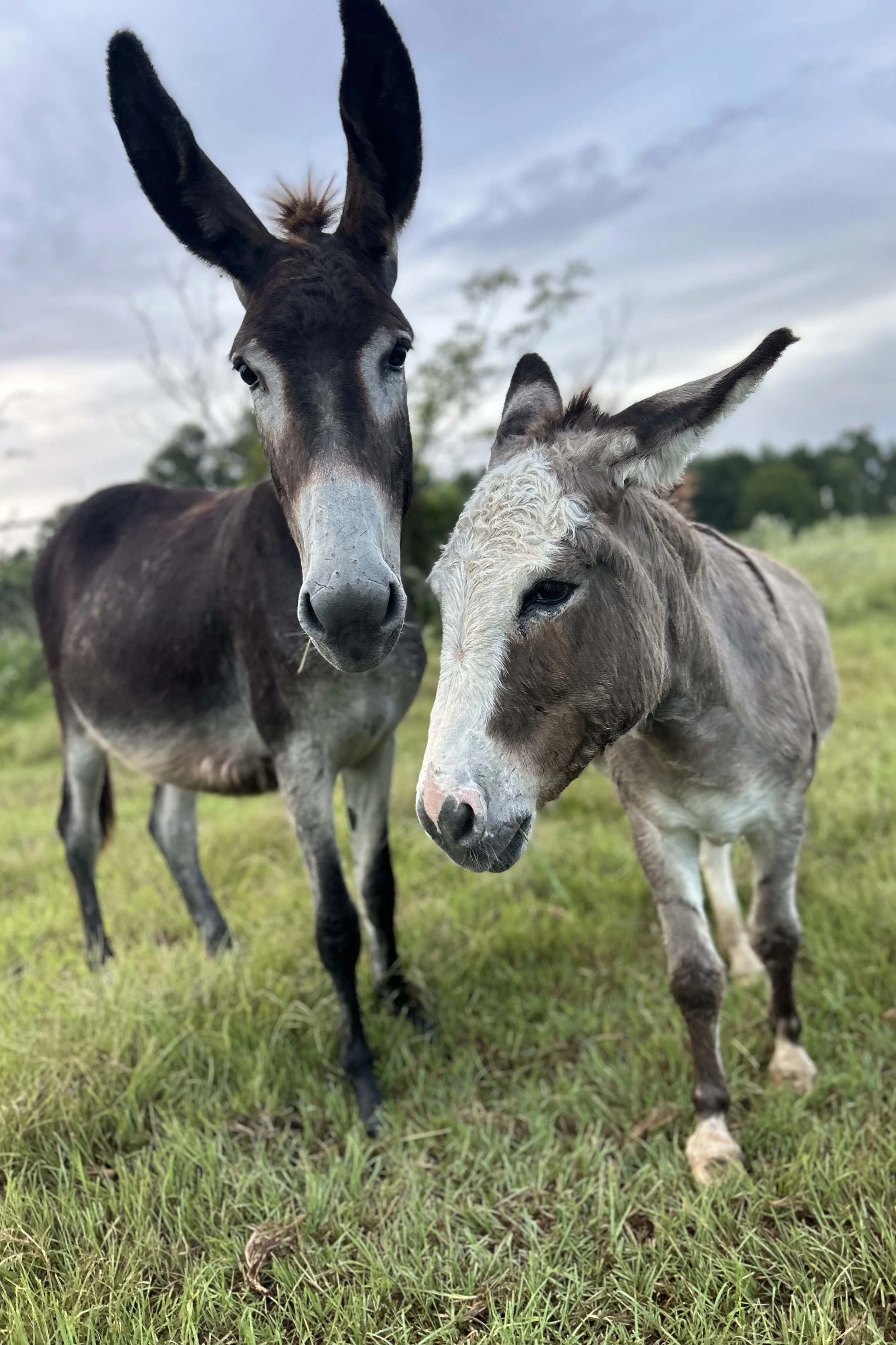 Two donkeys, one dark brown with a lighter face and long ears, and the other light gray with a white face and long ears, standing on grassy field with trees and cloudy sky in the background.