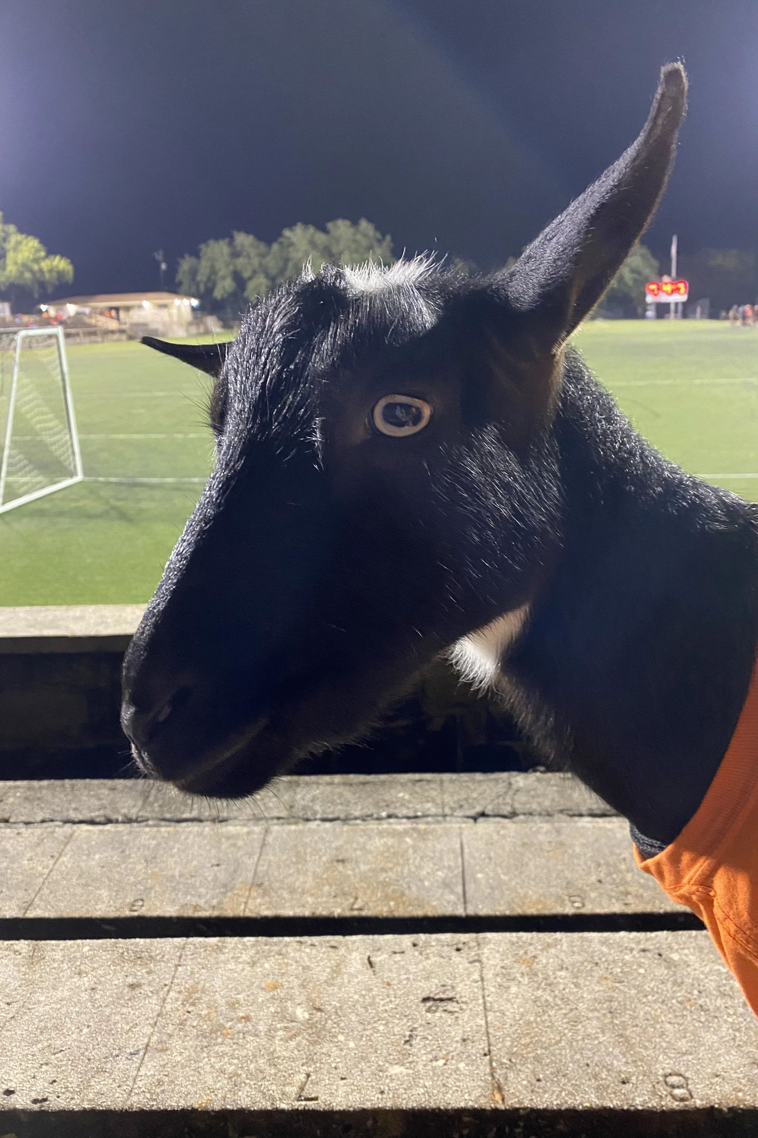 Close-up of a black dog with one ear standing upright and the other folding down, outdoors at night near a sports field with a scoreboard, trees, and a building in the background.