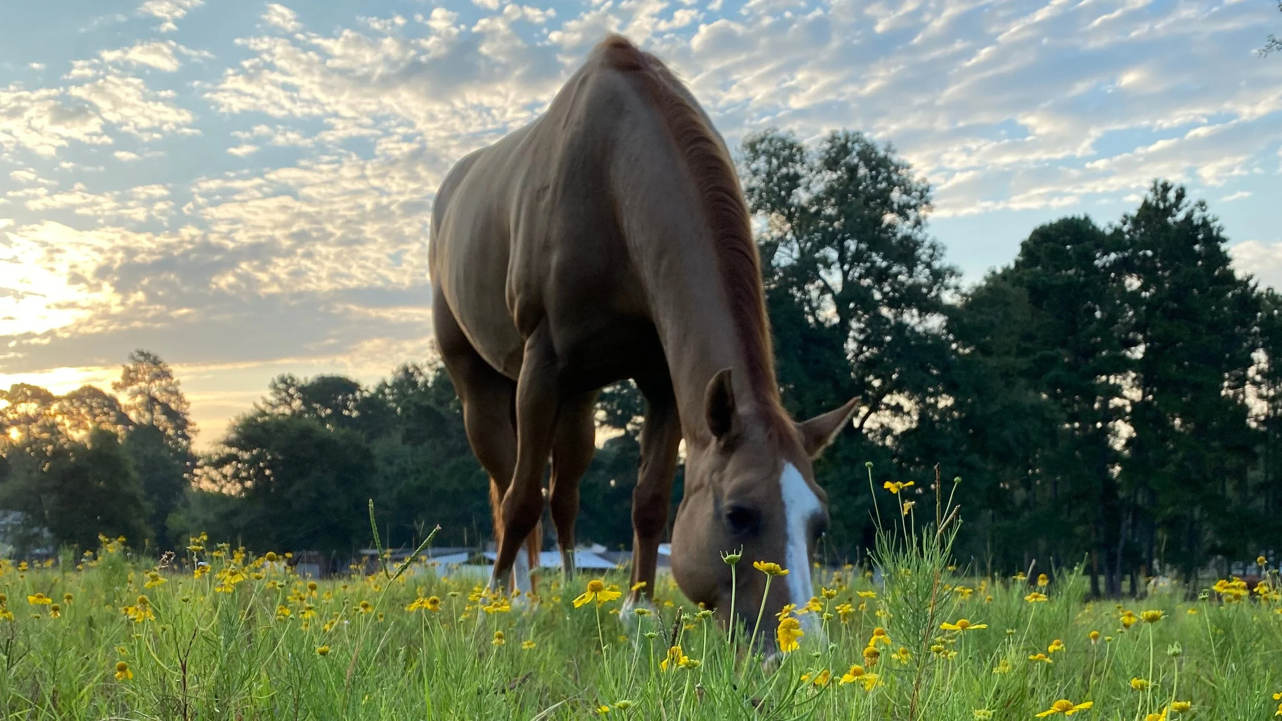 A brown horse with a white face grazing in a field of yellow flowers during sunset, with trees and a partly cloudy sky in the background.