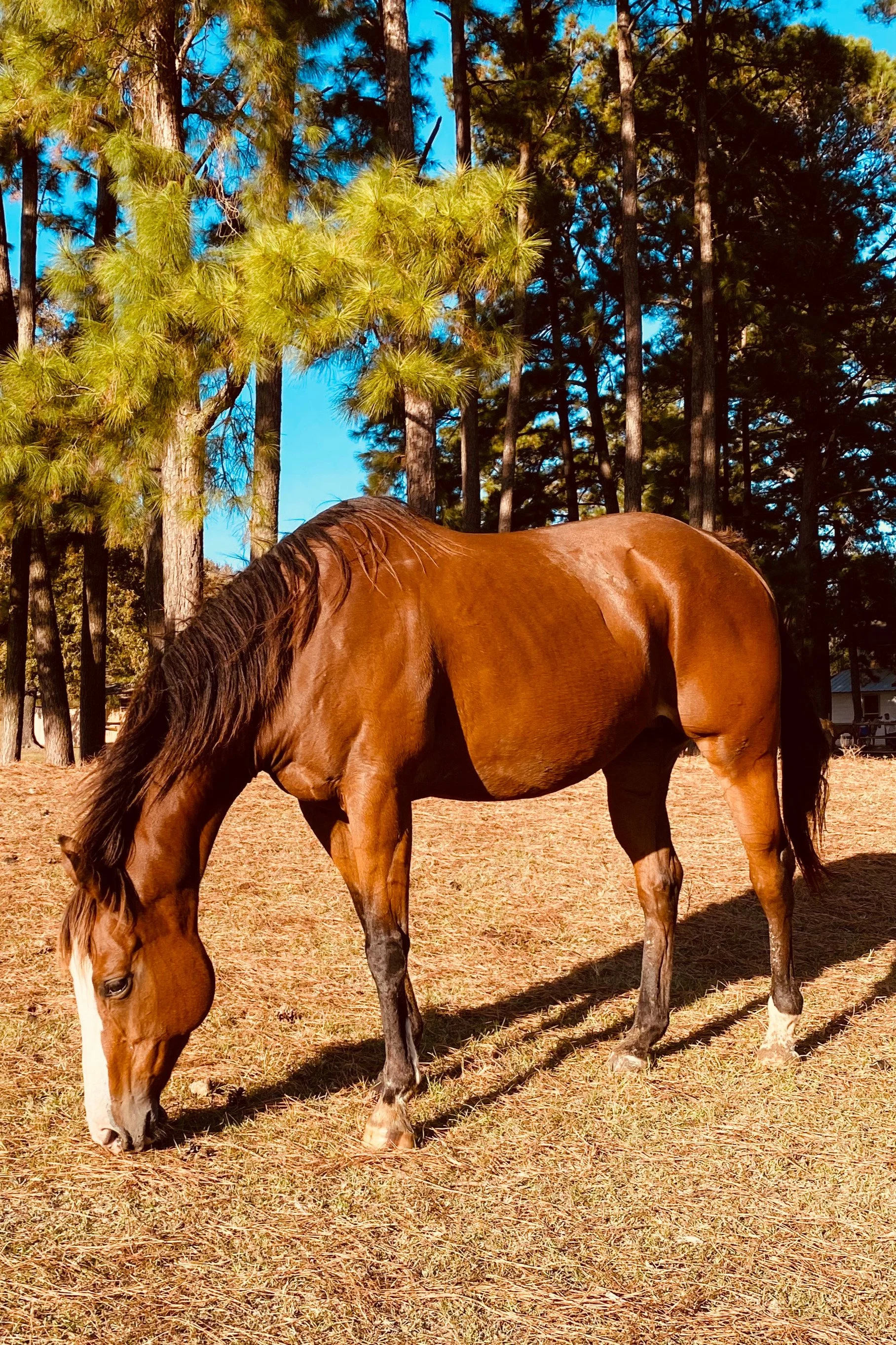 A brown horse with a white snip grazing on grass in a forested area with tall pine trees and a clear blue sky.