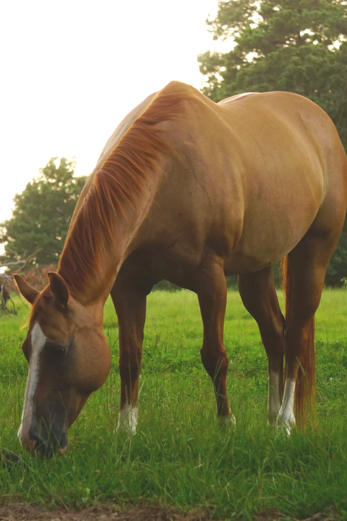Grazing brown horse with a white face and mane, standing in a grassy field with trees in the background during daylight.