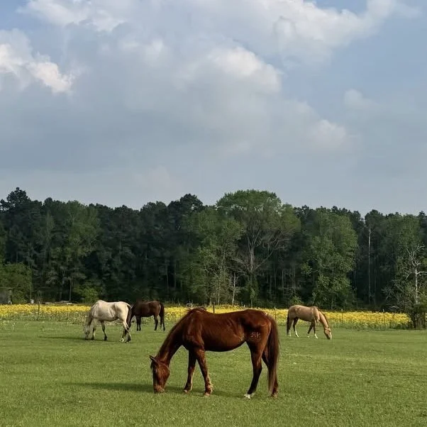 Several horses grazing in a field with trees and yellow flowers in the background under a cloudy sky.