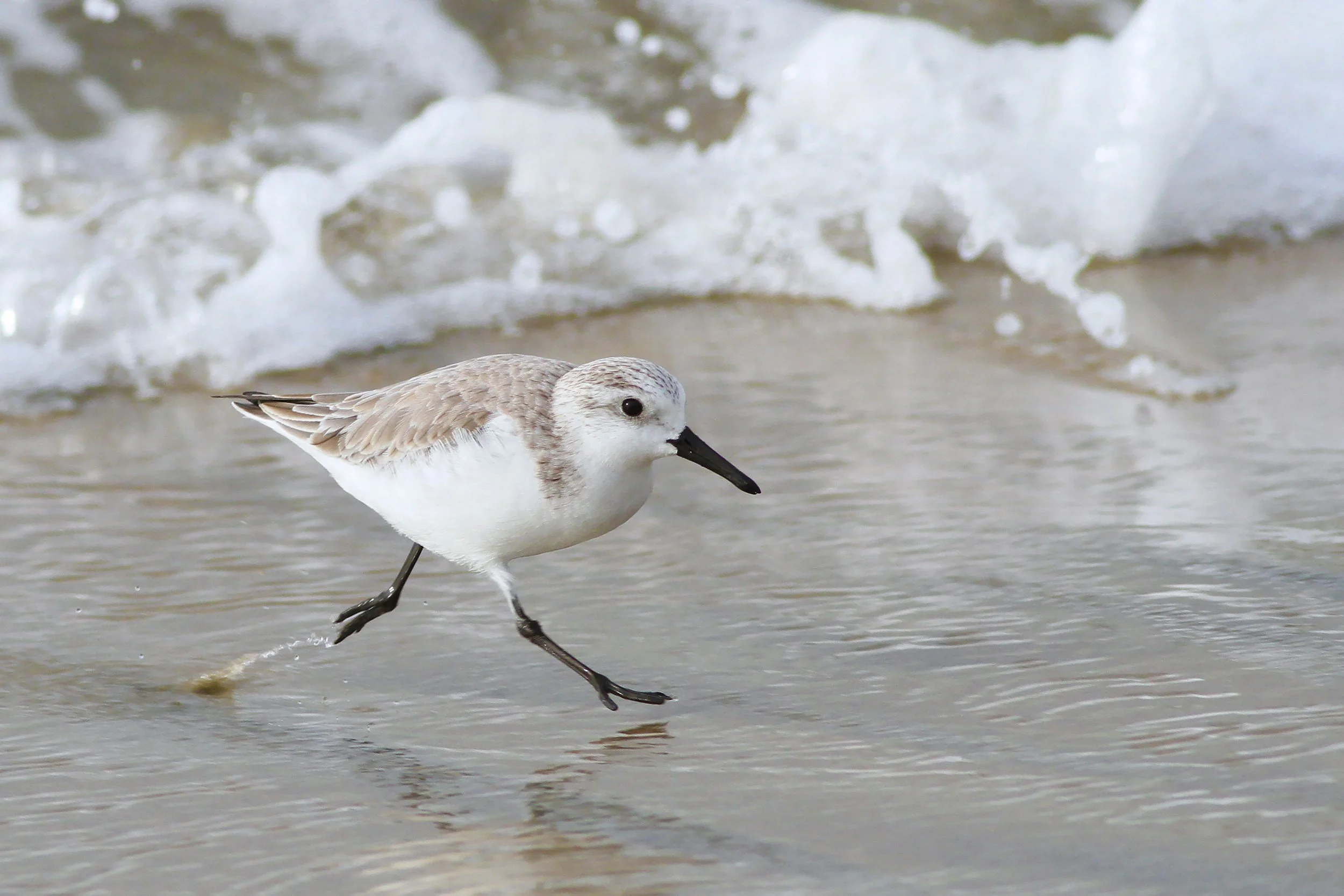 A small bird, likely a sanderling, walking along the wet sand at the shoreline with ocean waves in the background.