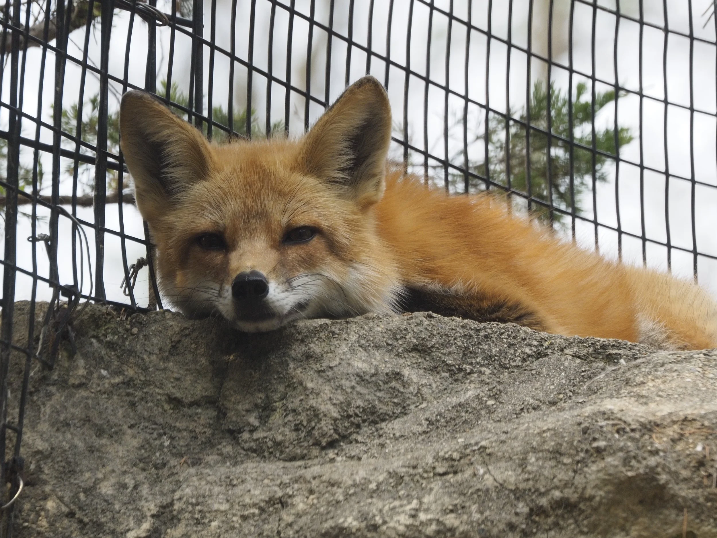 A fox within a chainlink fence, looking towards the camera. It rests atop a stone ledge.