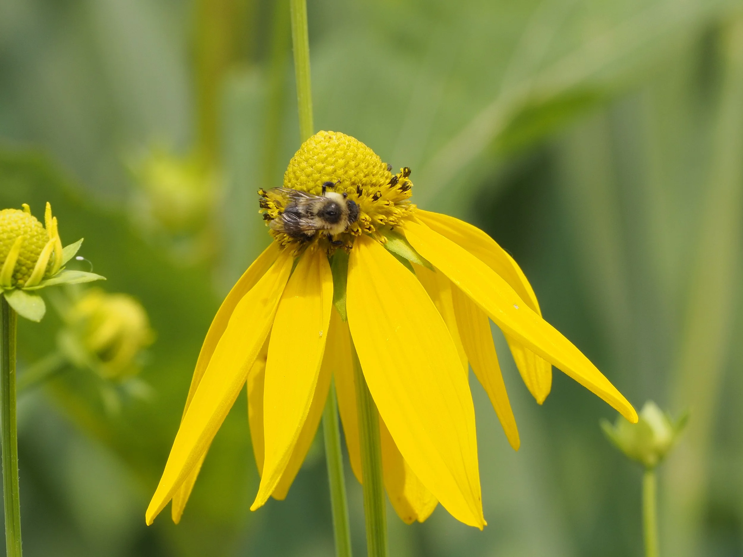 A bee, crawling along the surface of a yellow plant.
