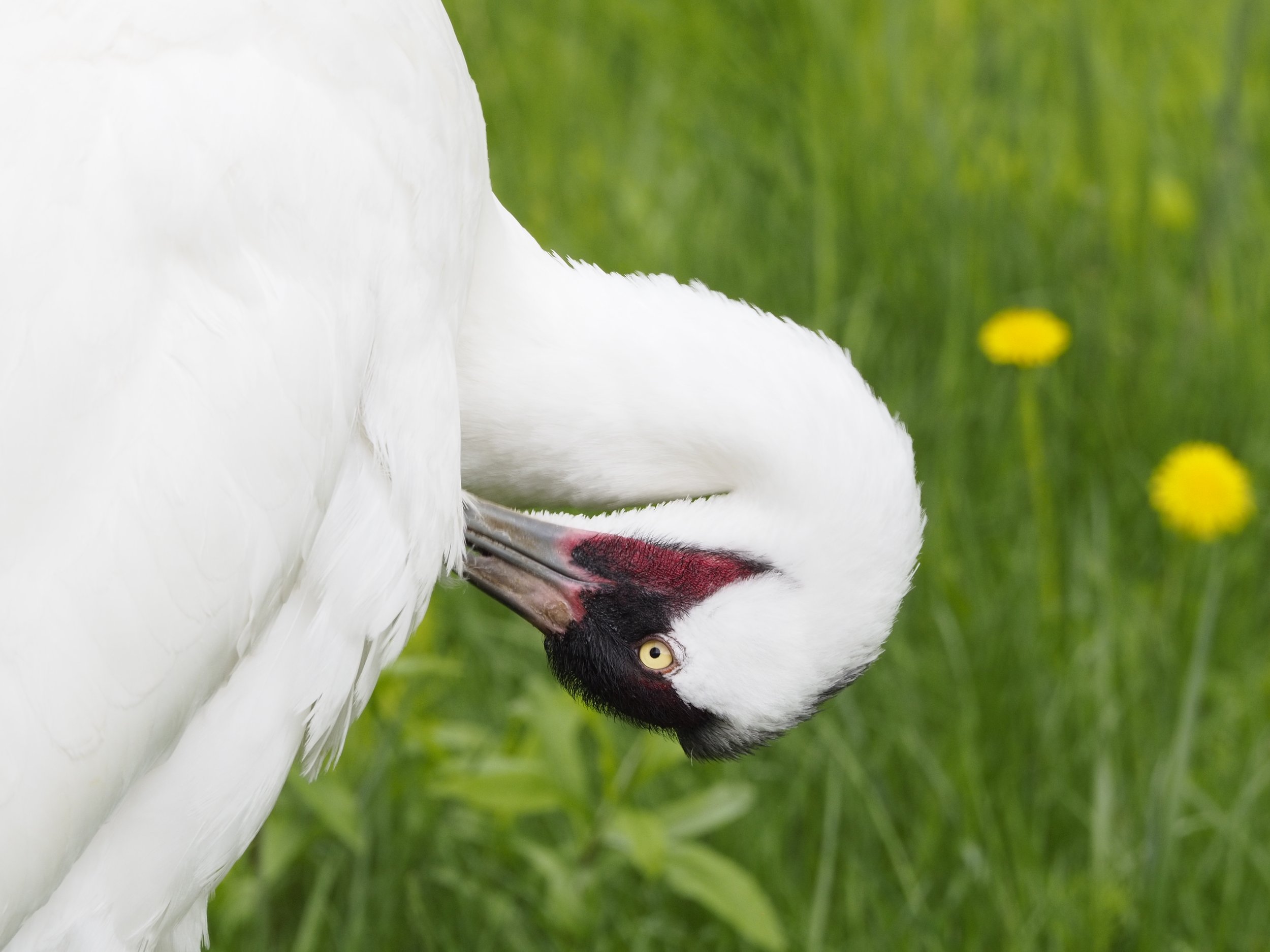 A heron grooming its chest feathers.
