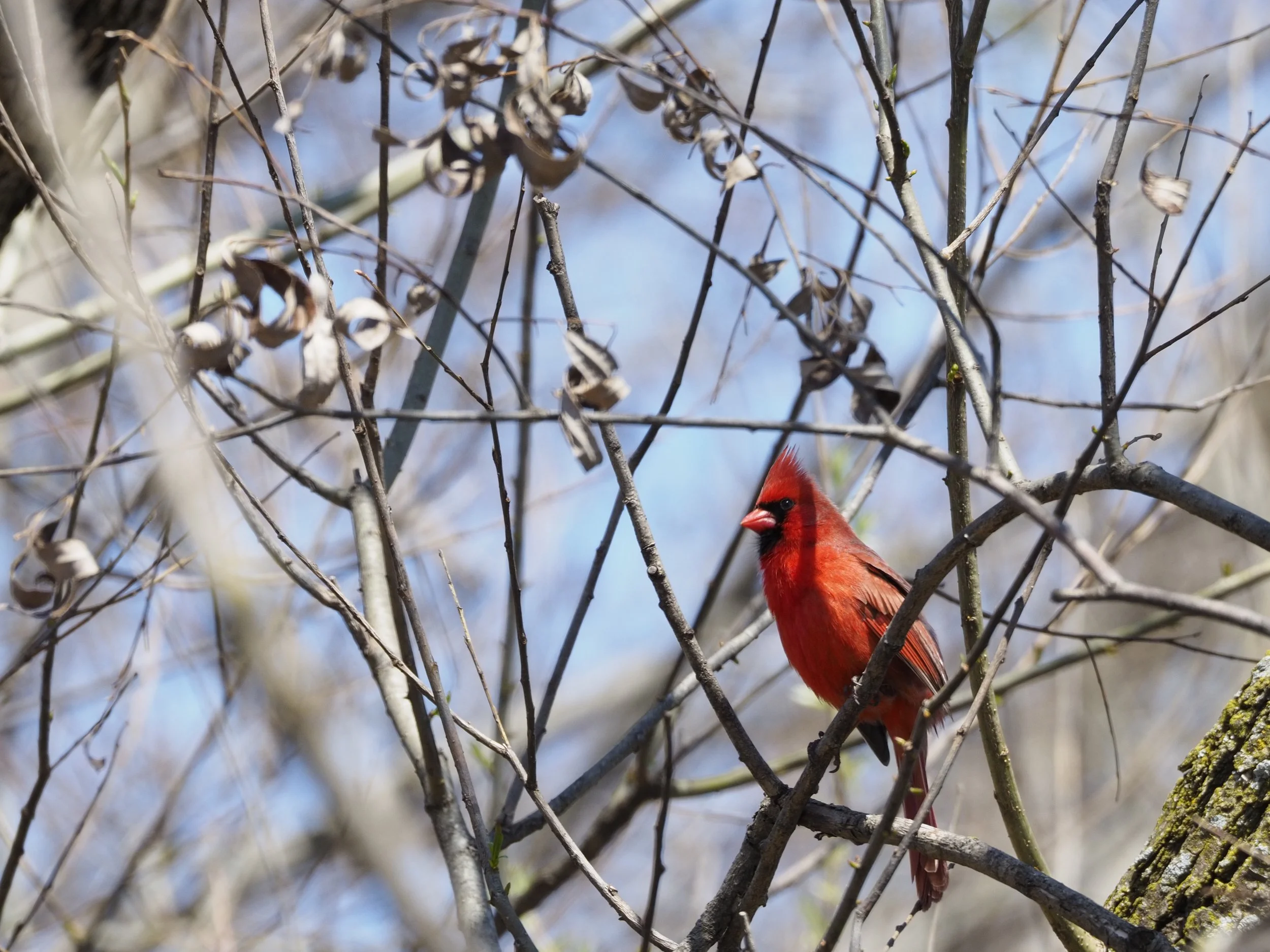 A cardinal among some late winter branches.