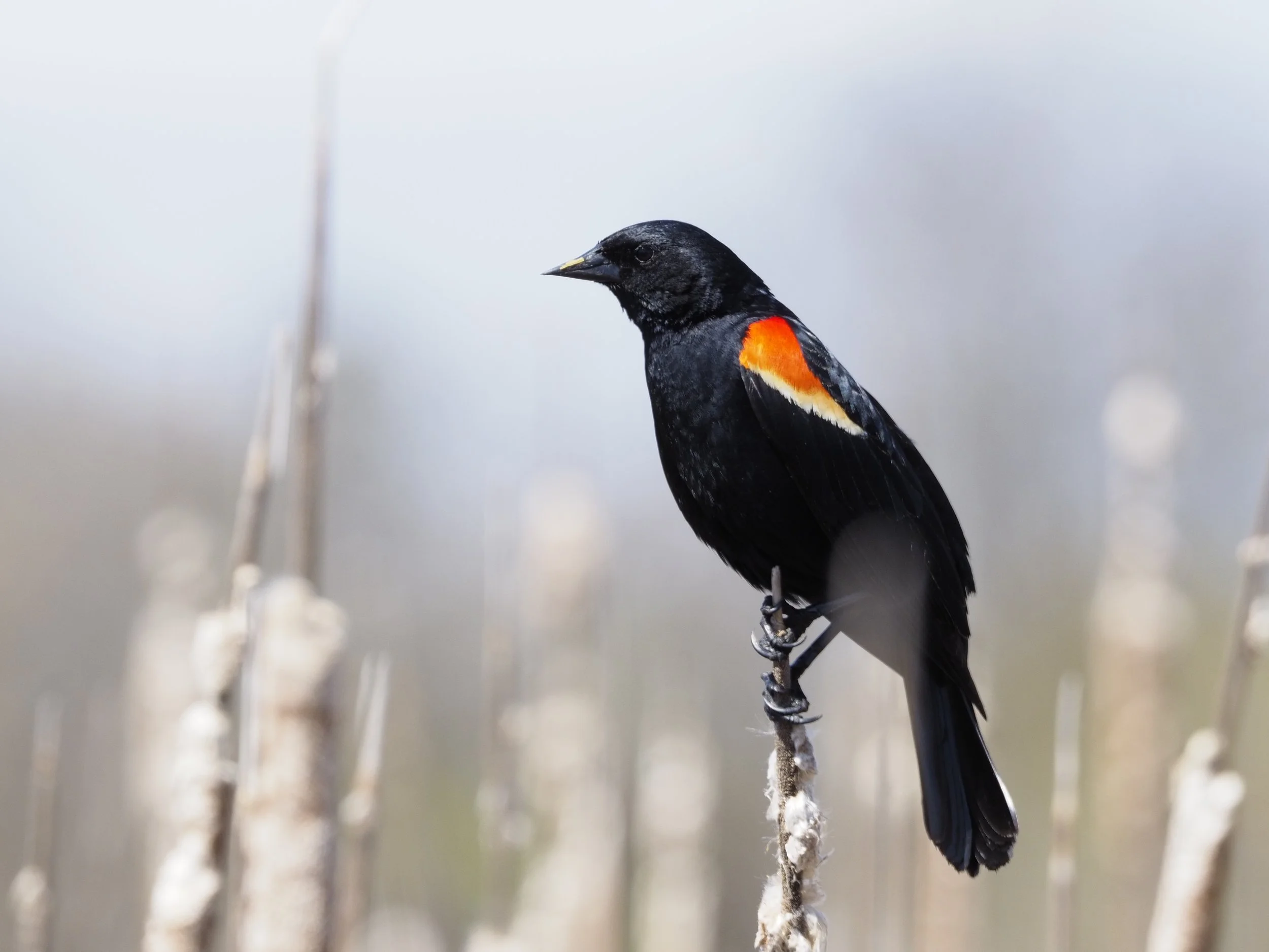 A redwinged blackbird perched upon cat-tail reeds.