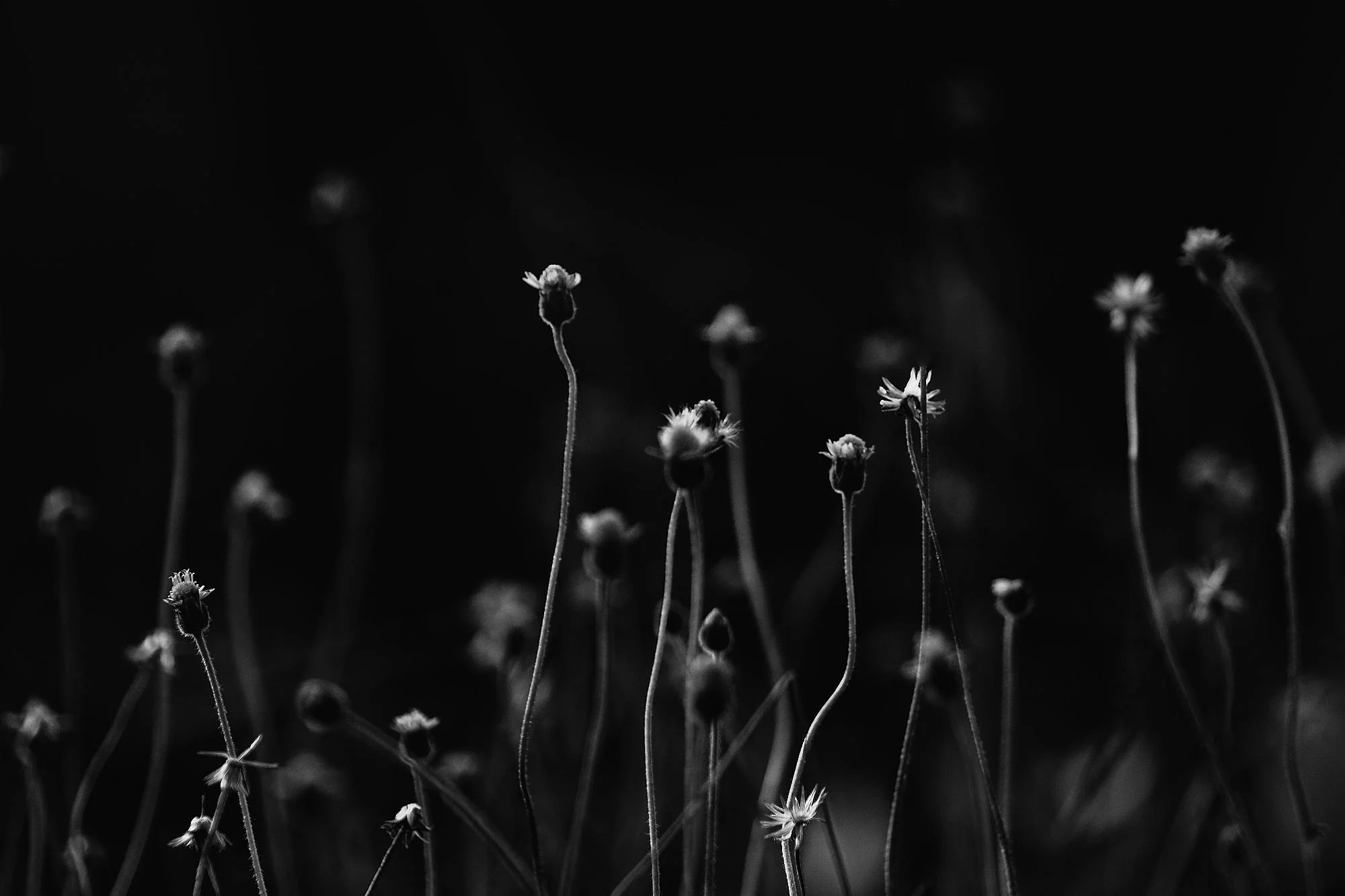 Black and white close-up photo of wildflowers with tall thin stems and small daisy-like flowers, some in bloom and some as buds, against a dark background.