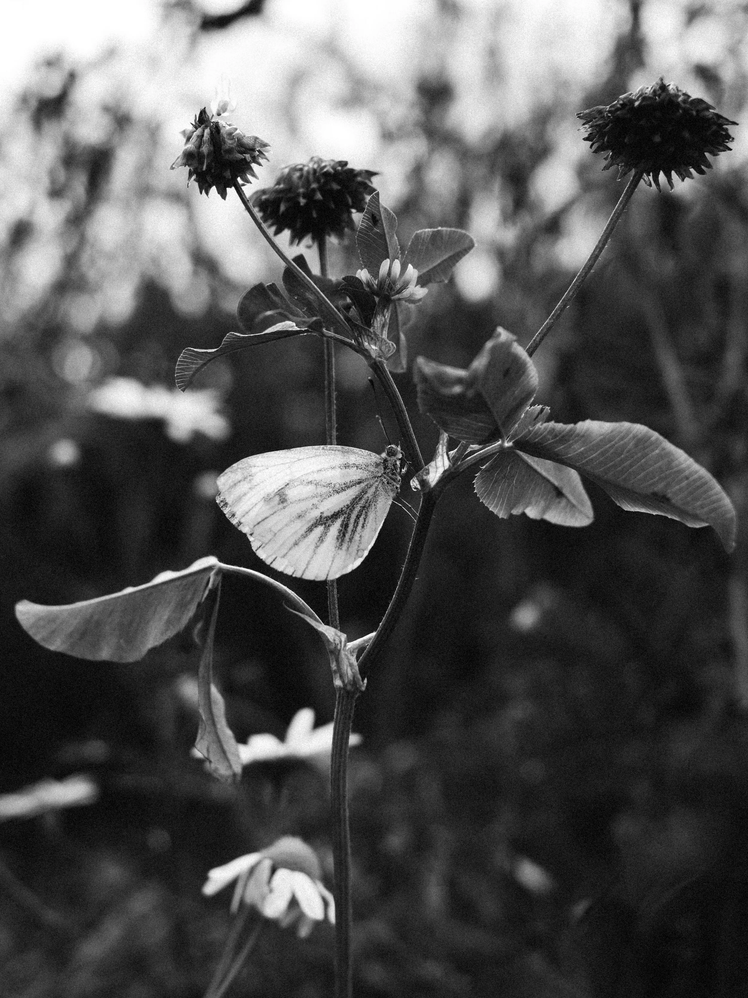 Black and white photograph of a plant with multiple leaves and spherical flower heads on thin, winding stems, set against a blurred background.