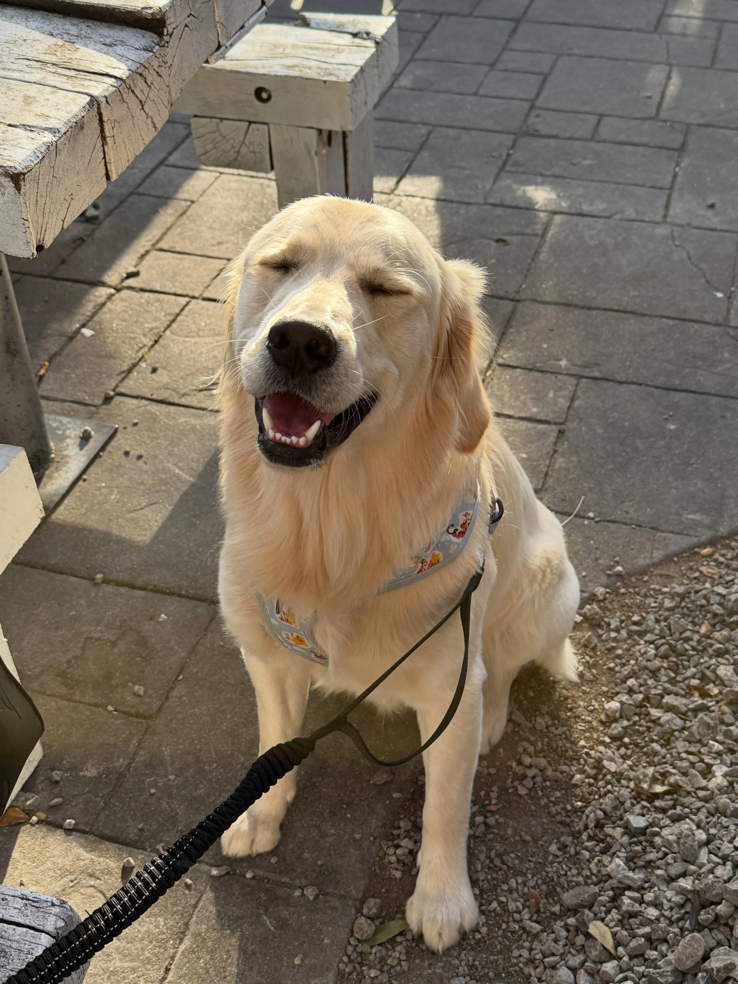 Archie is ready for any removal, big or small. Send us a picture of what you need gone and we&rsquo;ll get you a free quote. Fast, reliable, hassle free service. Bringing every job back to the Golden Standard! 

📱 817-542-4303
🎖️ Military &amp; Fir