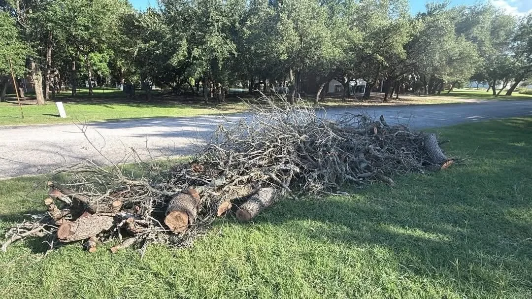 A pile of cut tree branches and logs lying on the grass next to a road in a park-like area on a sunny day.