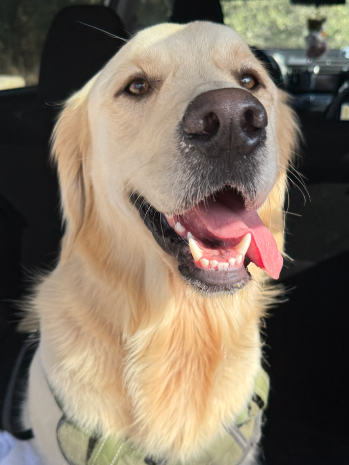 Happy golden retriever dog with tongue out sitting in car.