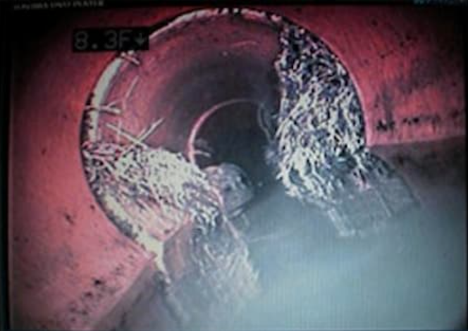 Roots in pipe