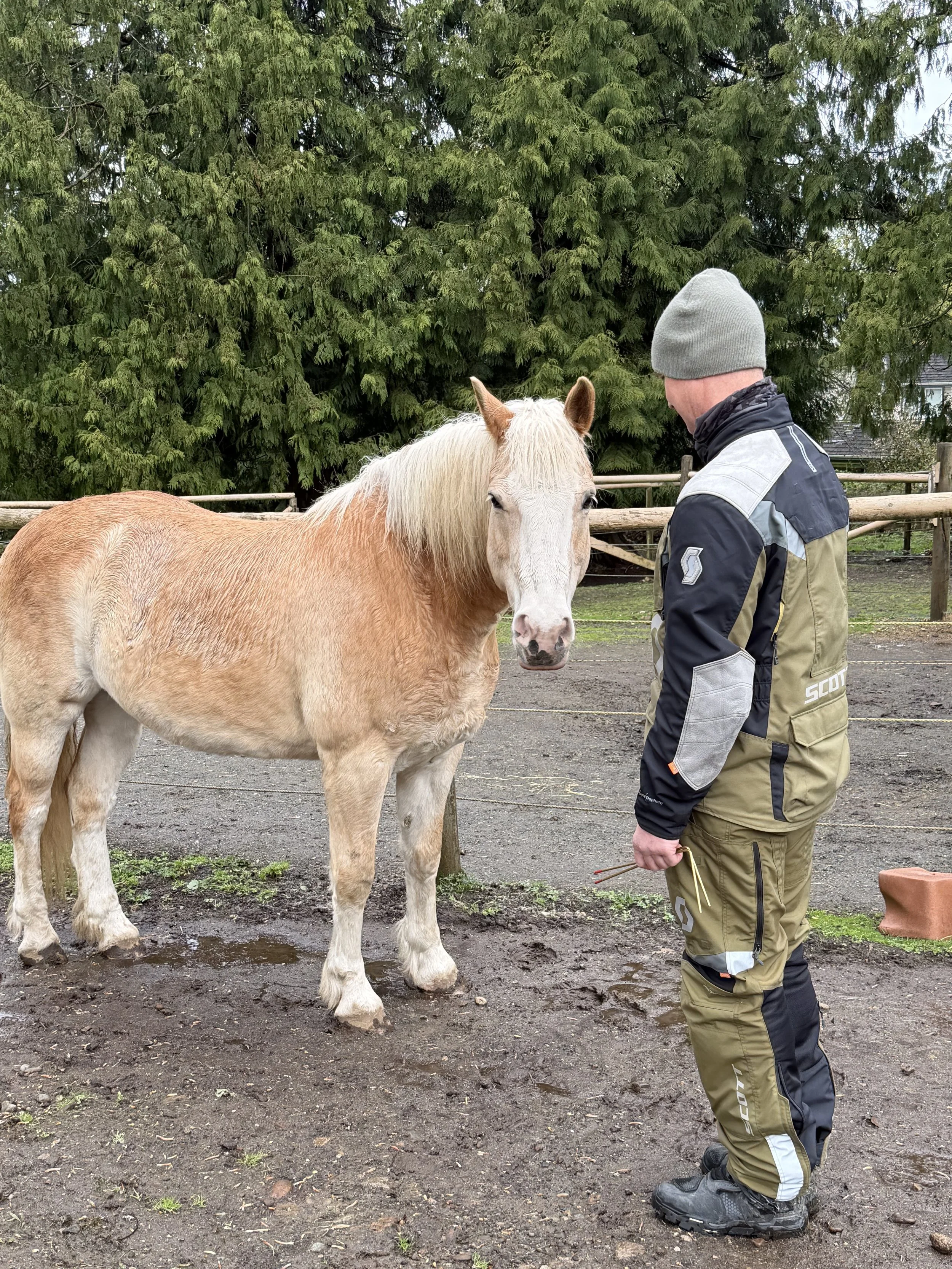 Introduction to Horse Awareness  - — The foundational standalone breakthrough (90 mins)