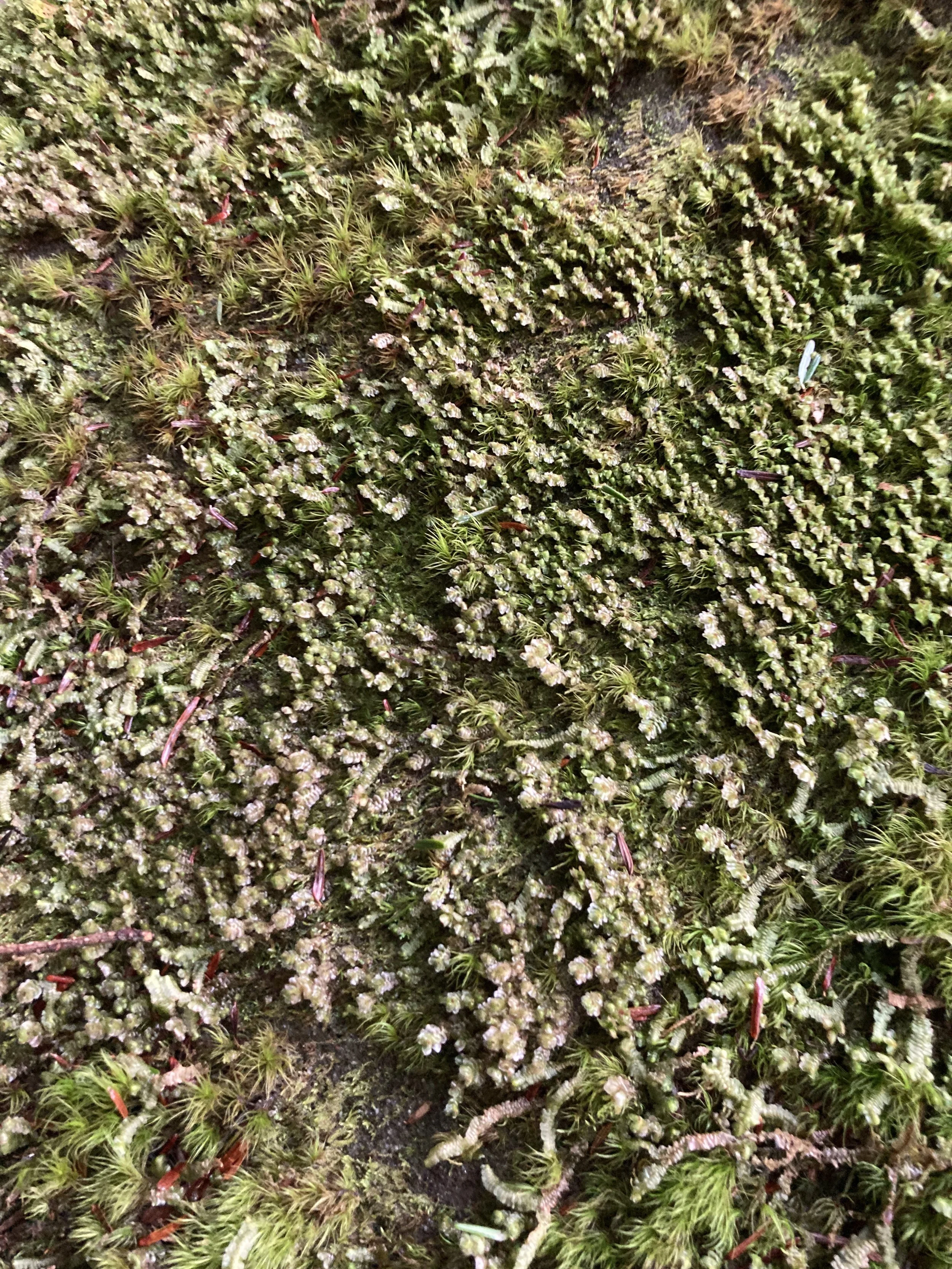 Close-up of moss and small plants growing on a wet, dark ground surface.