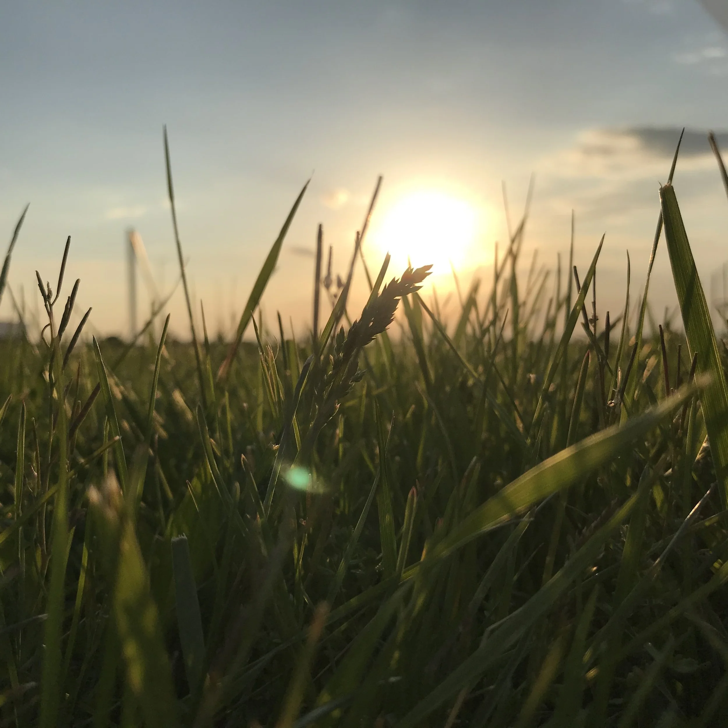 Close-up of grass and plants with the sun setting in the background, casting a warm glow.