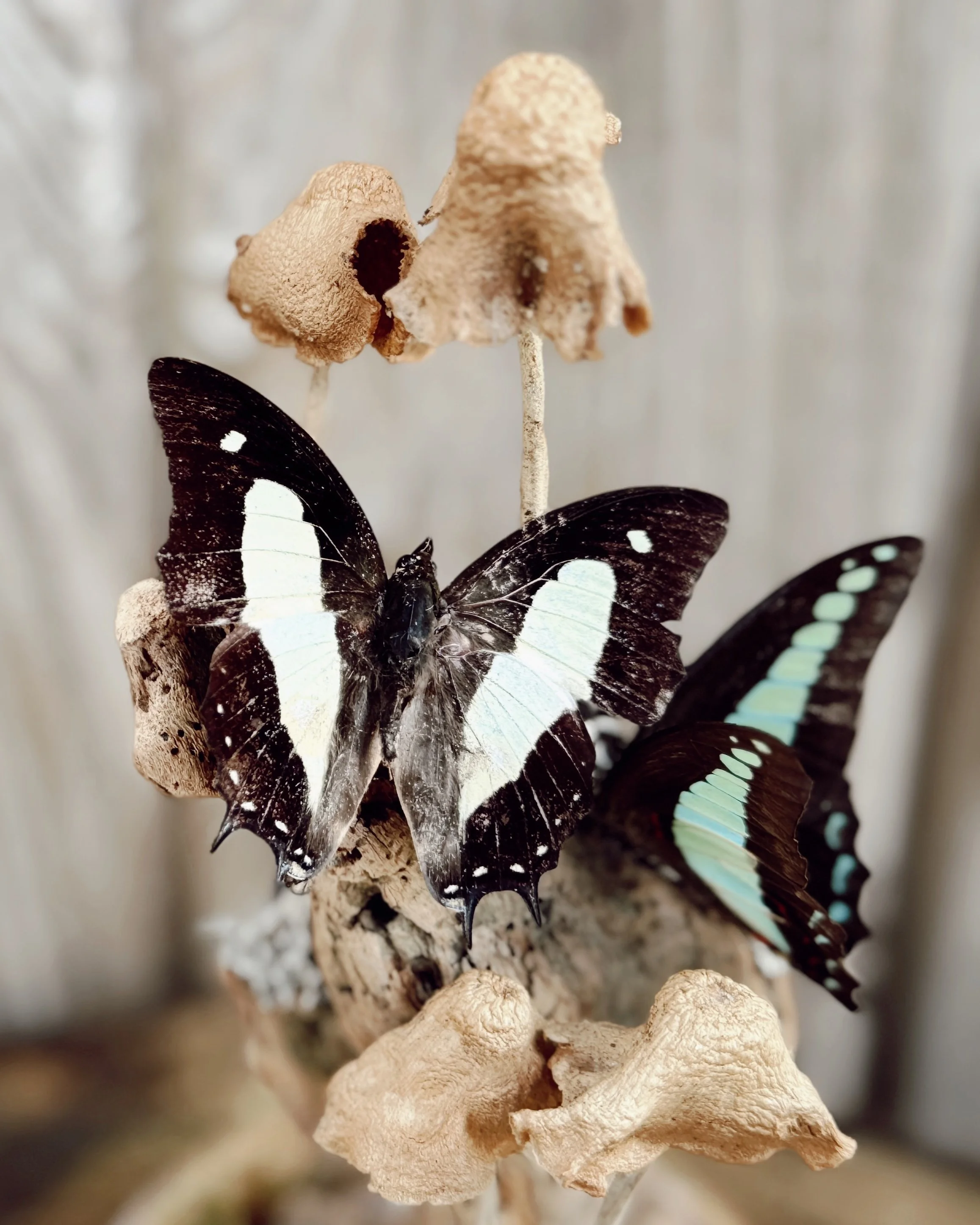 A5D36455-0695-40A6-9DB8-787C3D936CF5.JPEG