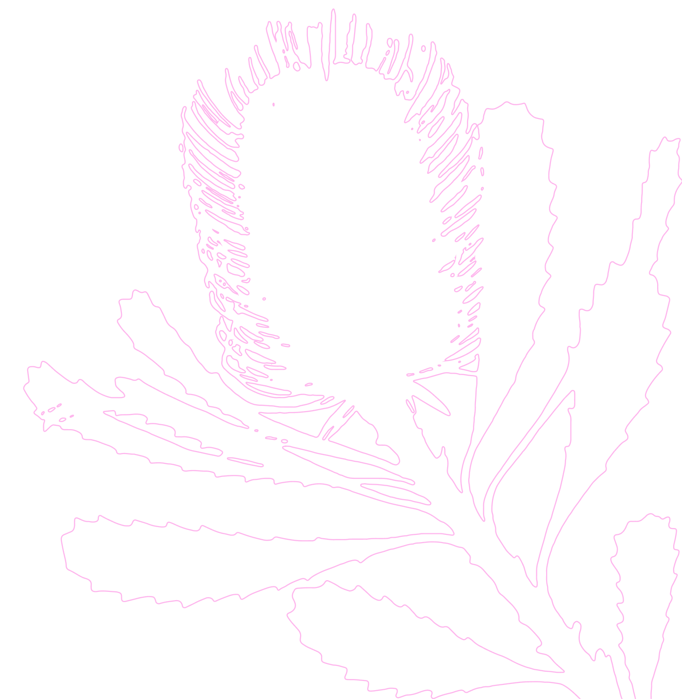 Outline drawing of a flower with large petals, likely a hibiscus, in purple lines on a black background.