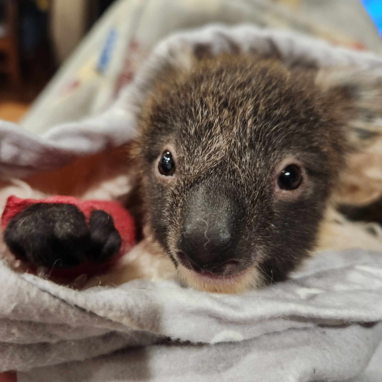 Southern Koala and Echidna Rescue – Mish Simpson